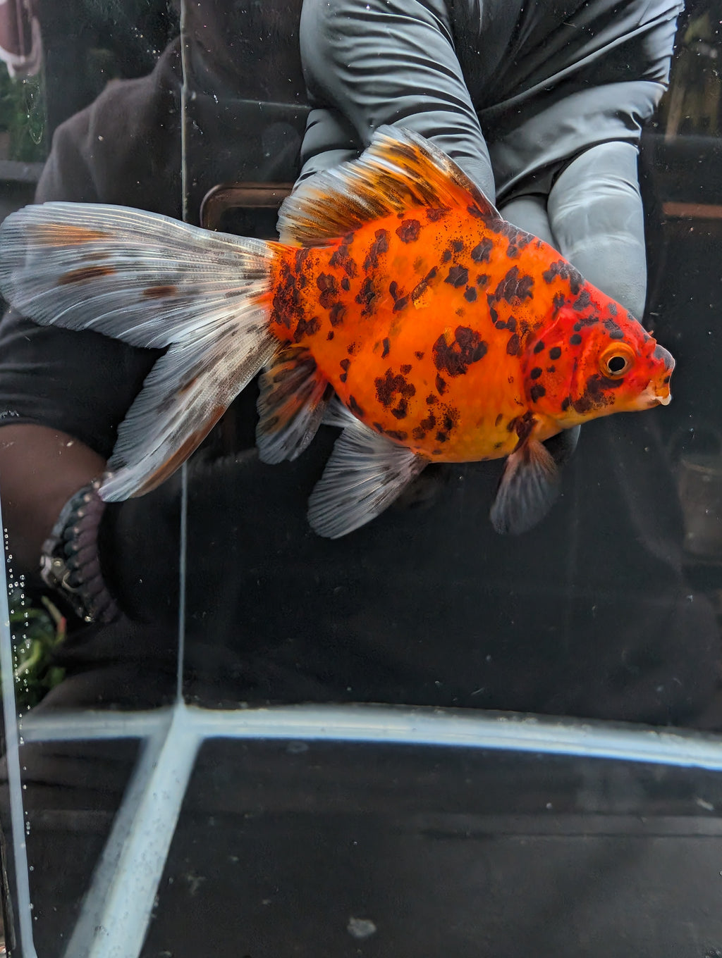 Tamasaba Calico 4" in. ID#1023TM1B-023