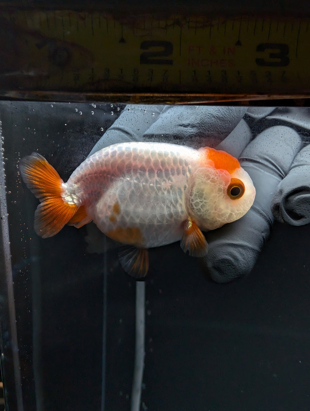 Baby Ranchu Red White 2.5"-3" in. ID#529R4A-051