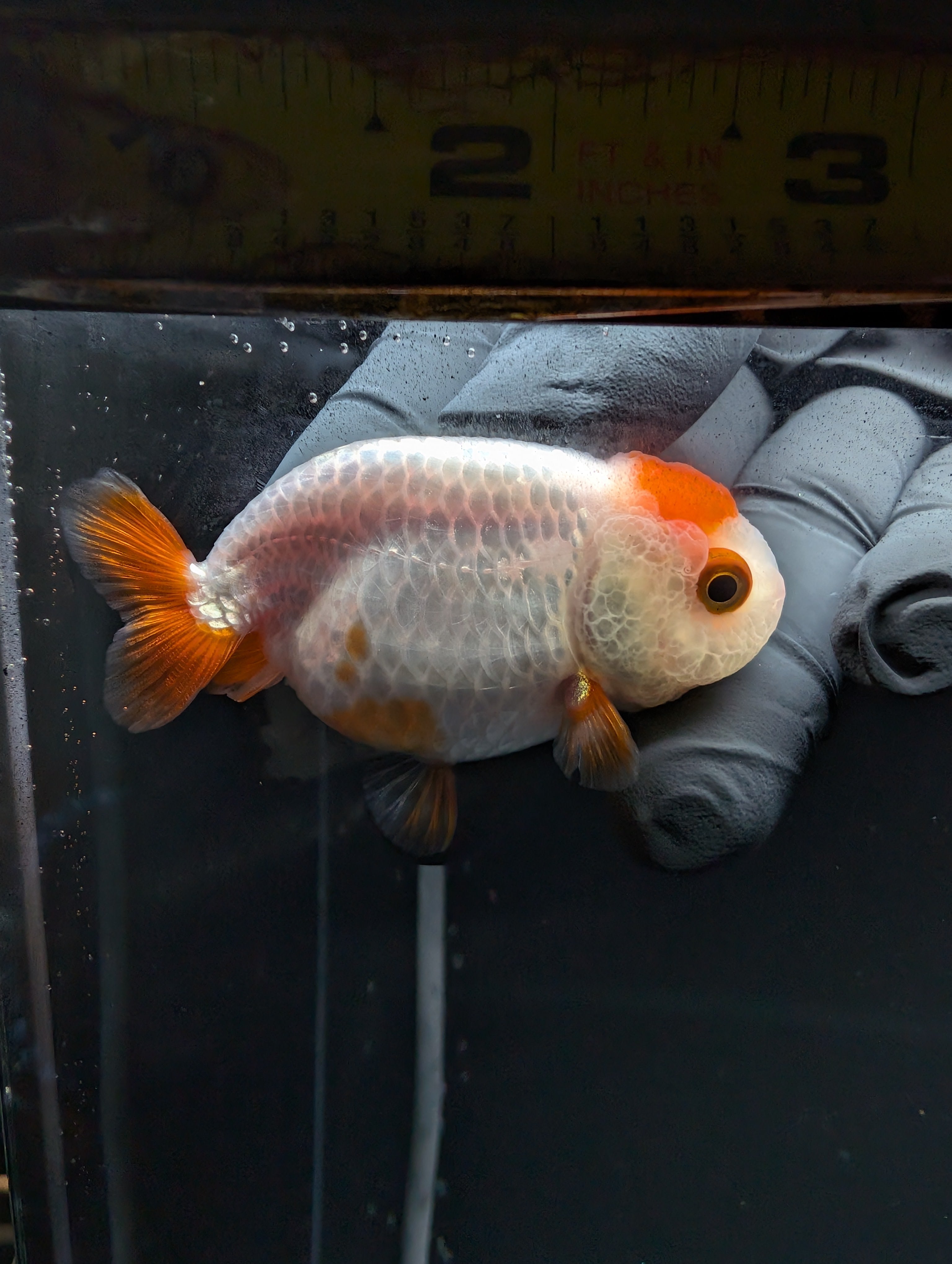 Baby Ranchu Red White 2.5"-3" in. ID#529R4A-051