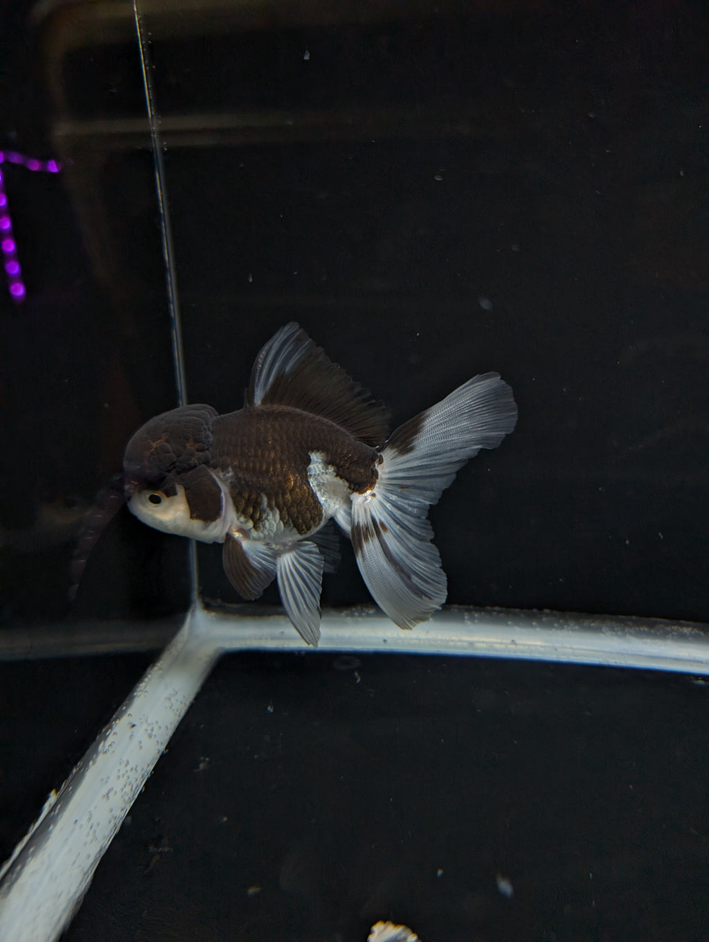 Thai Oranda Panda 4"-4.5"in.  ID#1023T1A-024