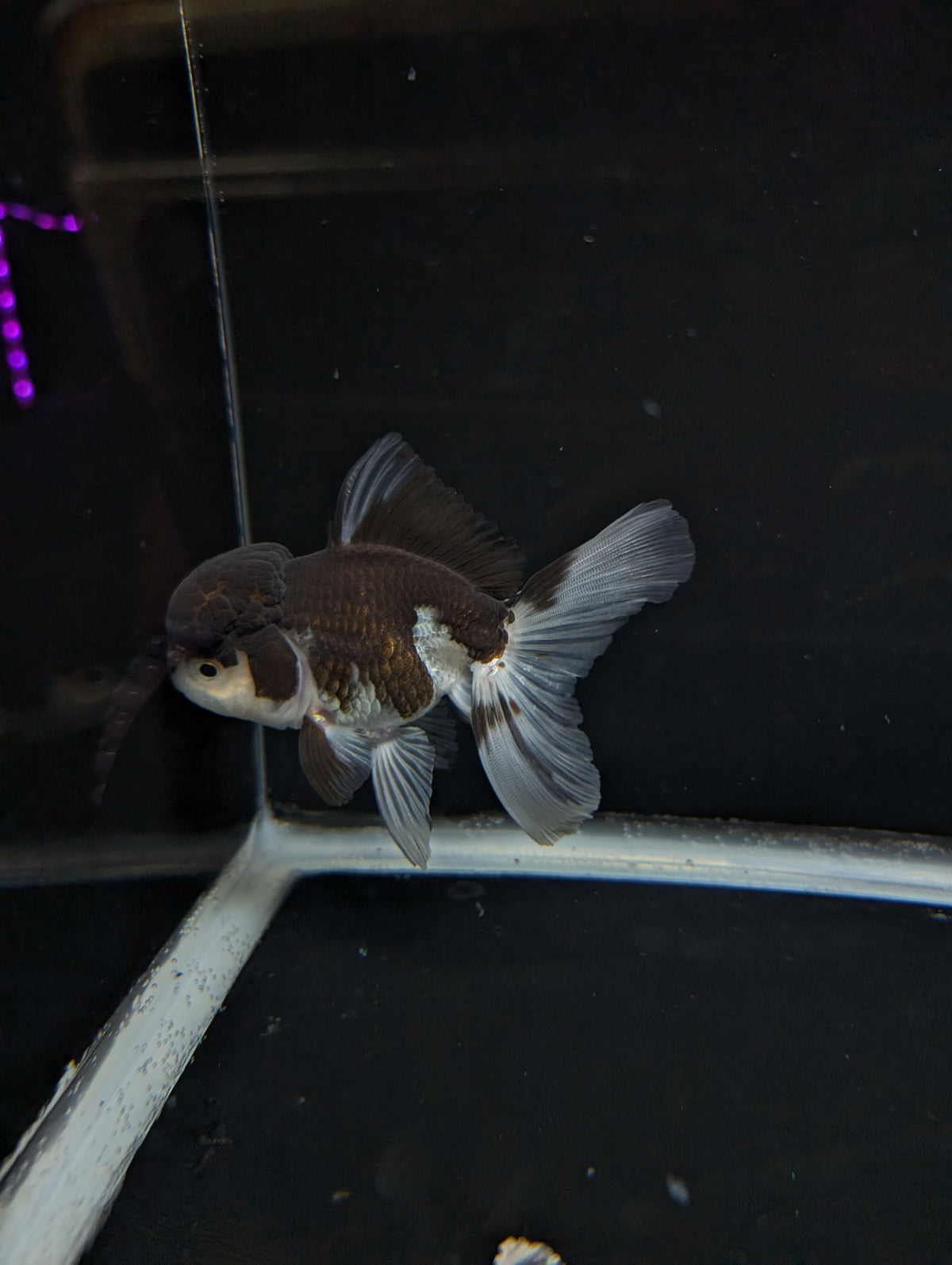 Thai Oranda Panda 4"-4.5"in.  ID#1023T1A-024