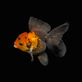 Juvenile Oranda Tricolor 3.5"-4" in.  ID#417T7A-006