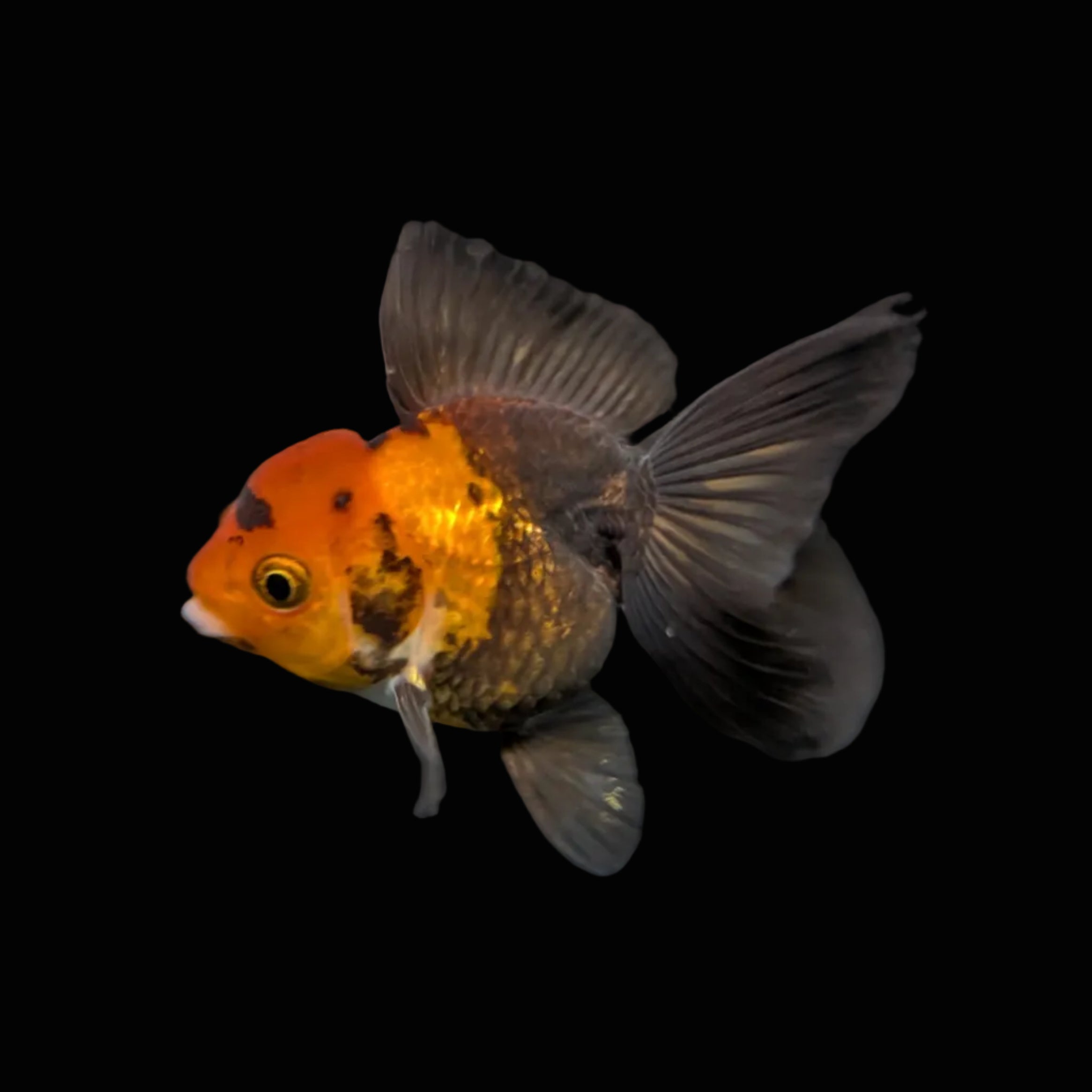 Juvenile Oranda Tricolor 3.5"-4" in.  ID#417T7A-006
