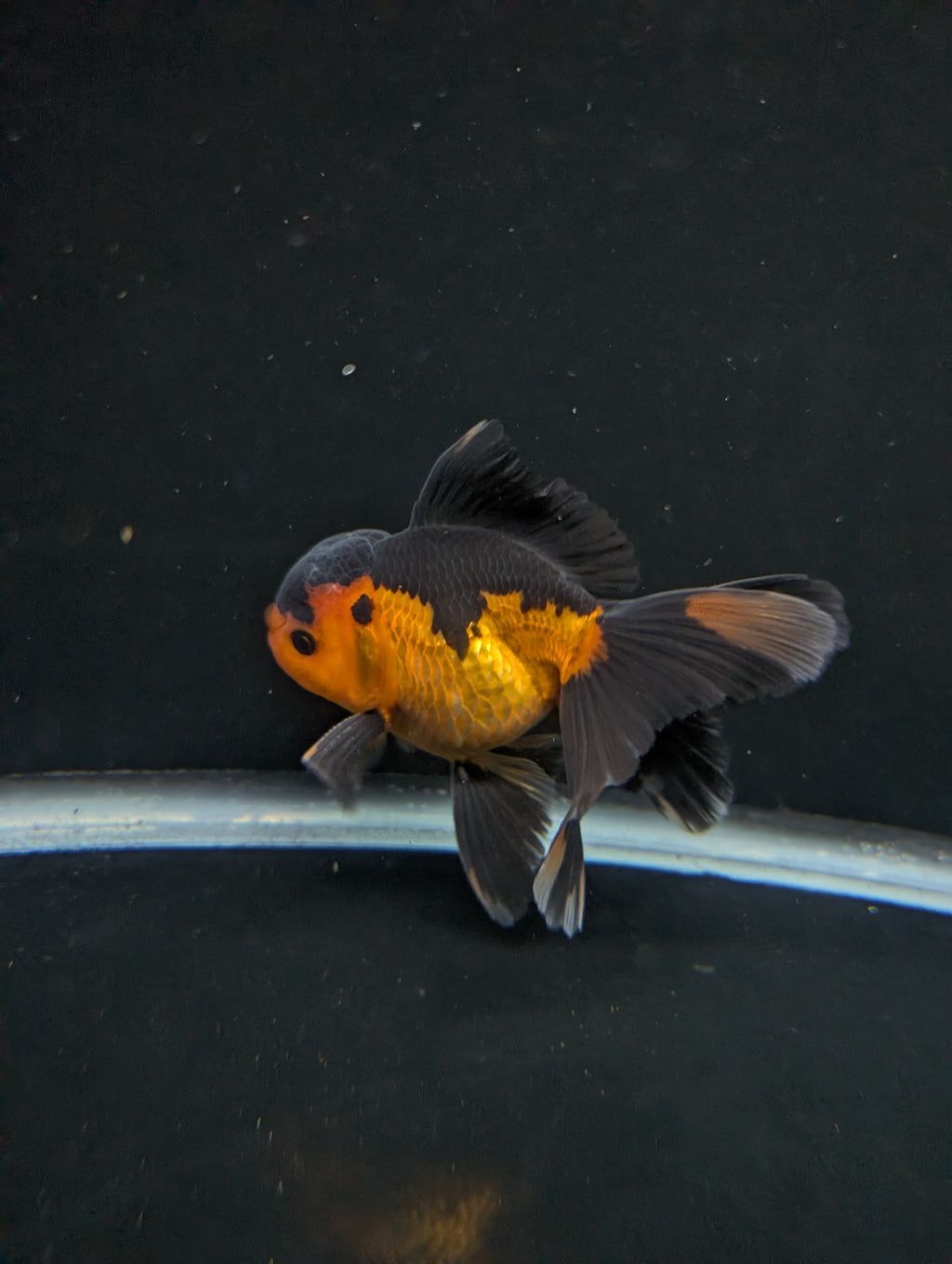 Thai Oranda Red Black 4"-4.5"in.  ID#1016T1A-004