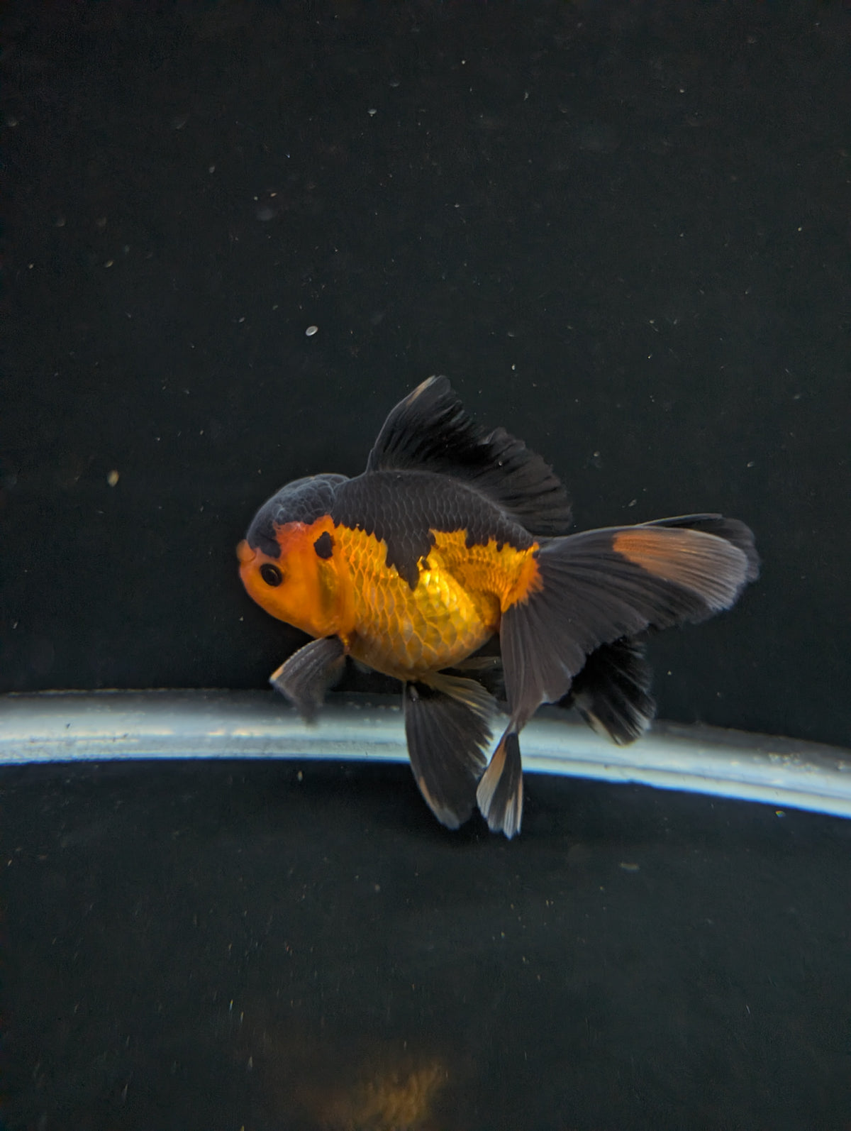 Thai Oranda Red Black 4"-4.5"in.  ID#1016T1A-004