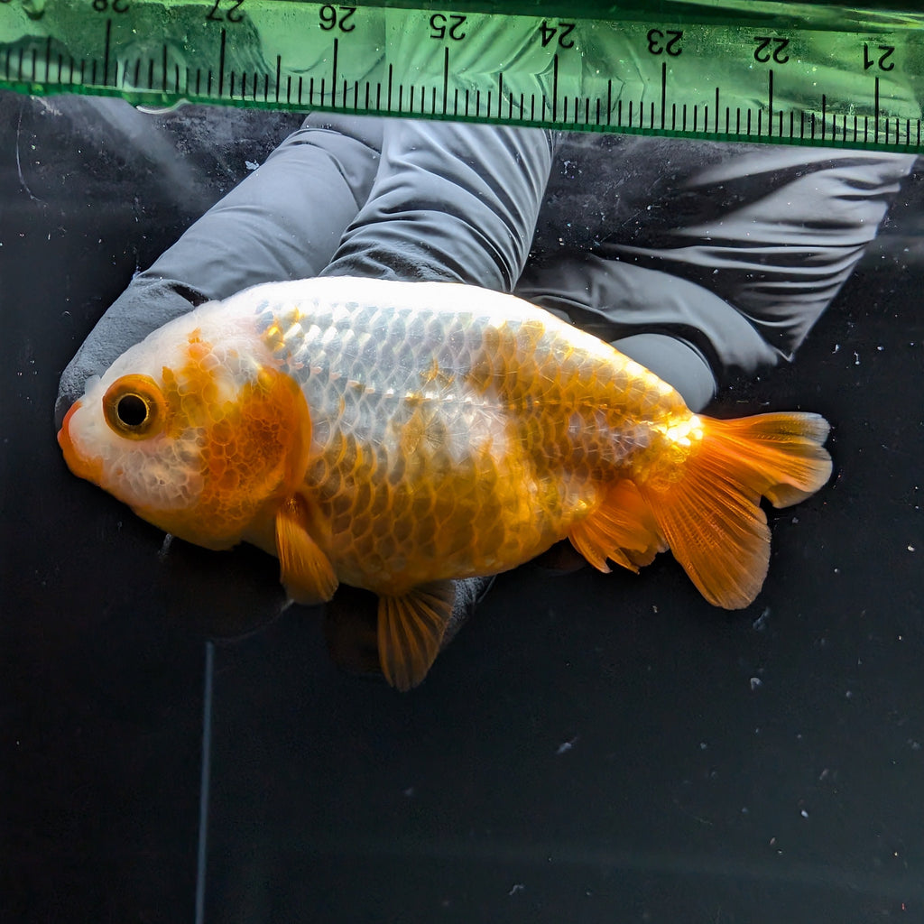 Ranchu Calico 2.5"-3" in. ID#724R4A-023