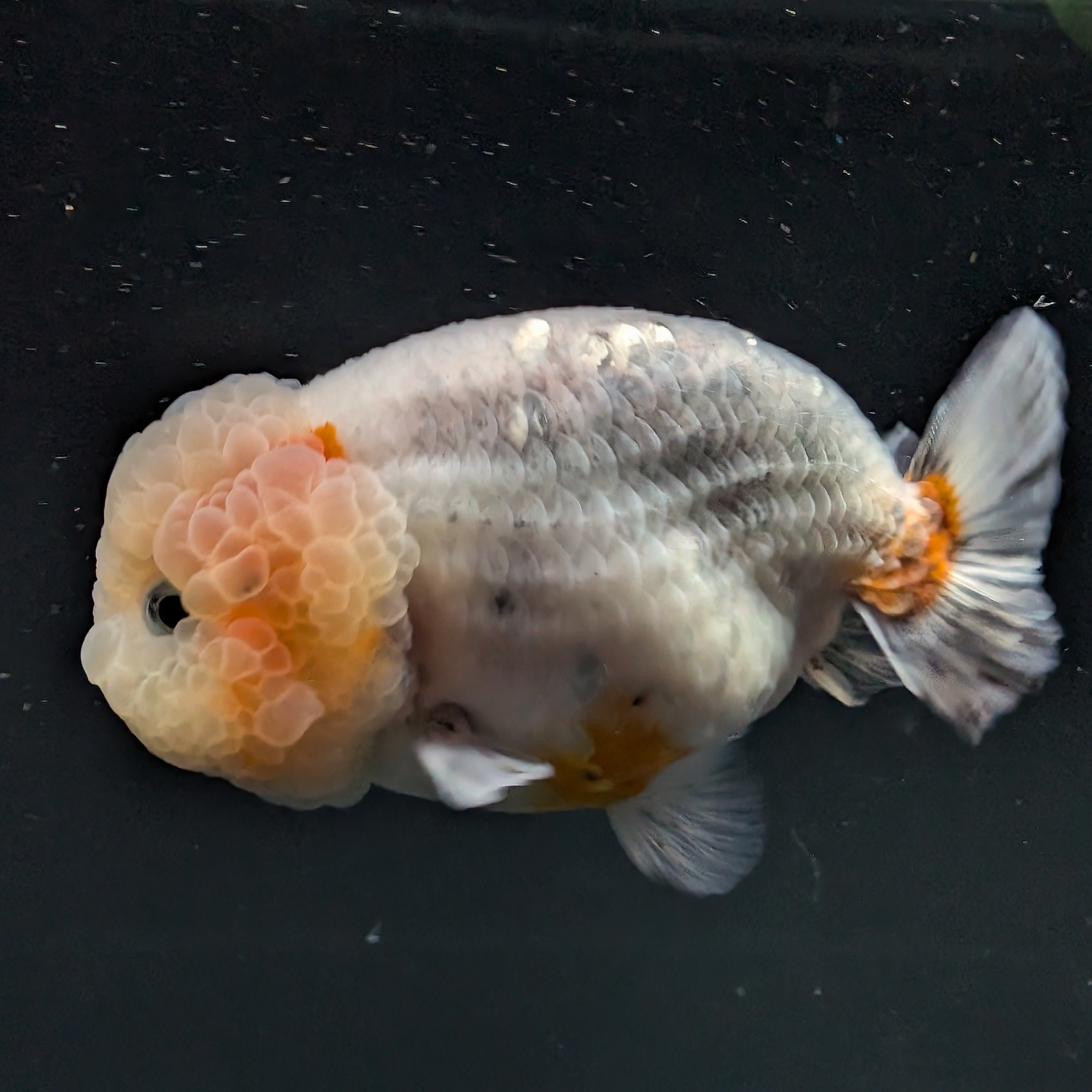 Jumbo Ranchu Calico 3.5"- 4" in. ID#710R8A-027