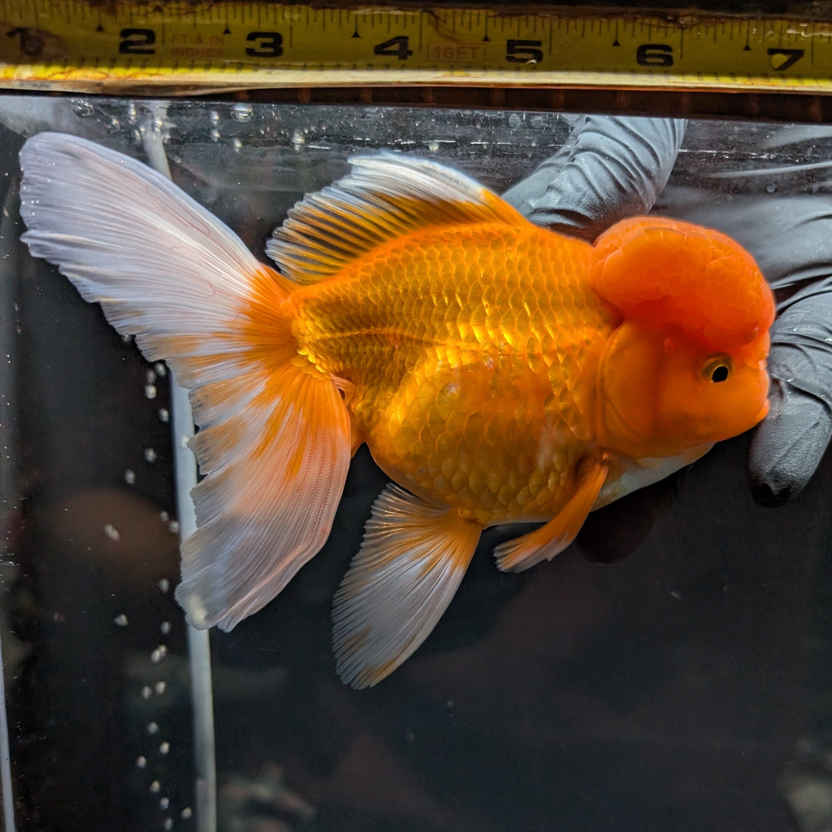 Jumbo Oranda Red White 6.5"-7"in.  ID#515T5B-002