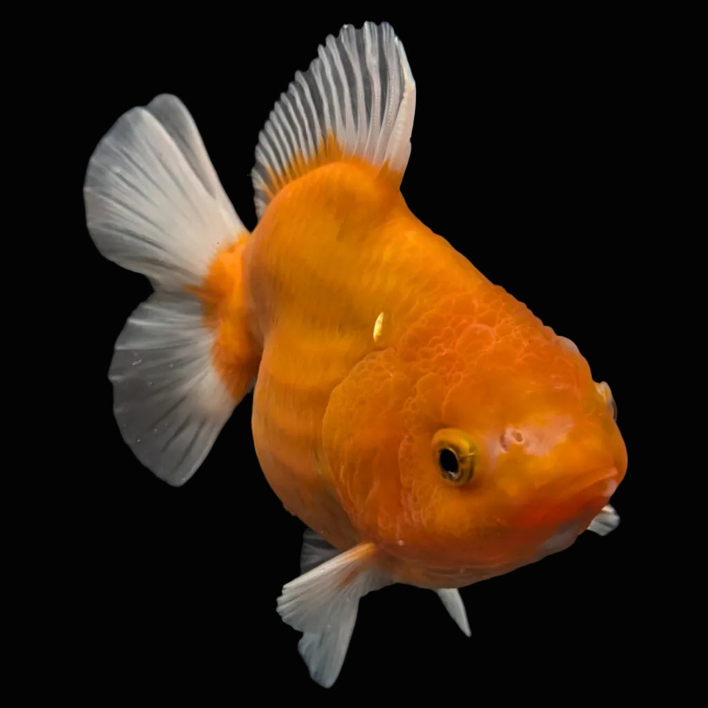 Jumbo Oranda Yuan Bao Sakura   4"-4.5"in. ID#807SB13A-006 Please See Notes.