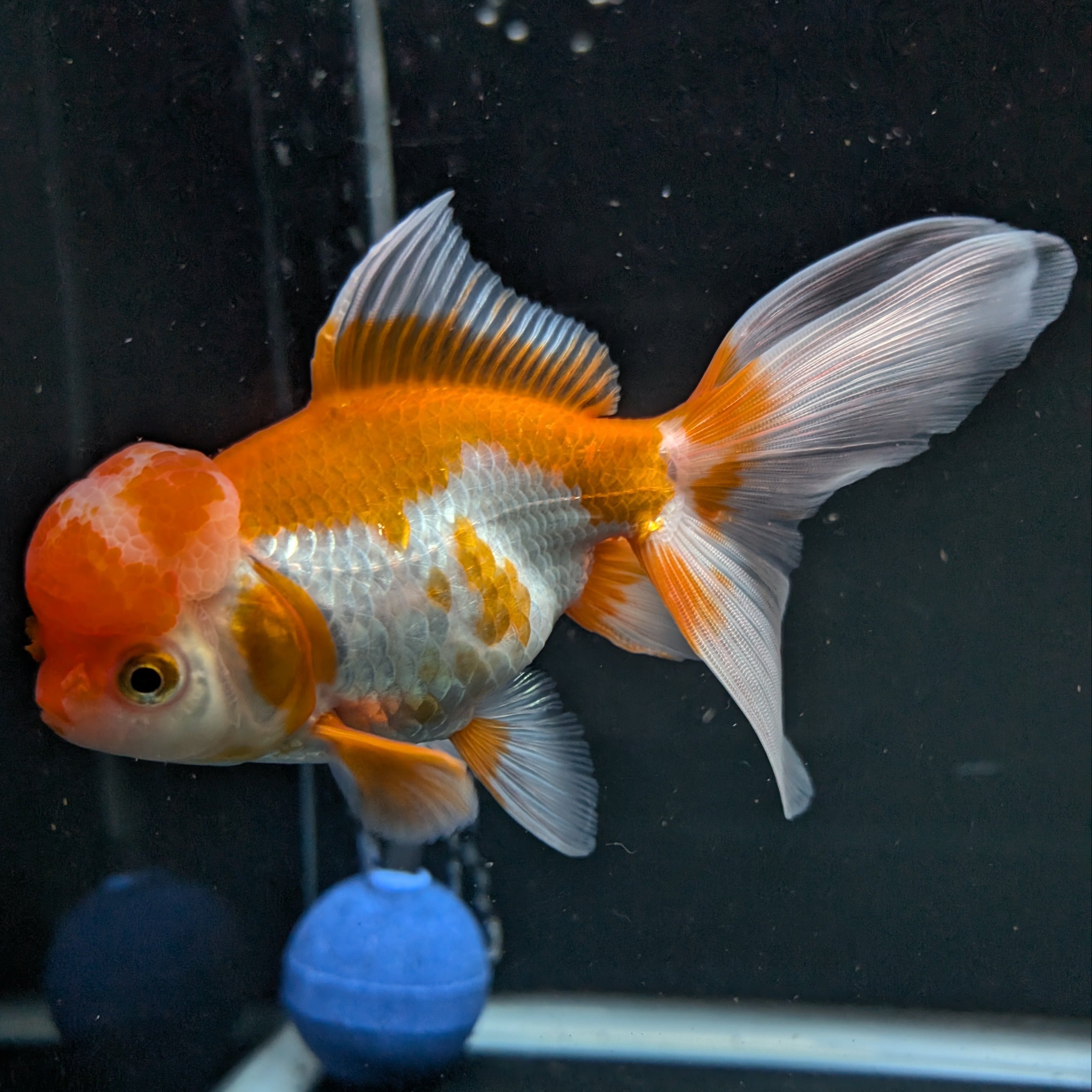 Jumbo Oranda Red White 6.5"-7"in.  ID#522T4B-003
