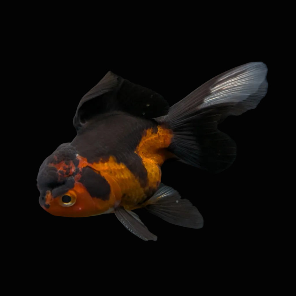 Thai Juvenile Oranda Tricolor 3"-3.5" in.  ID#703T1A-0011