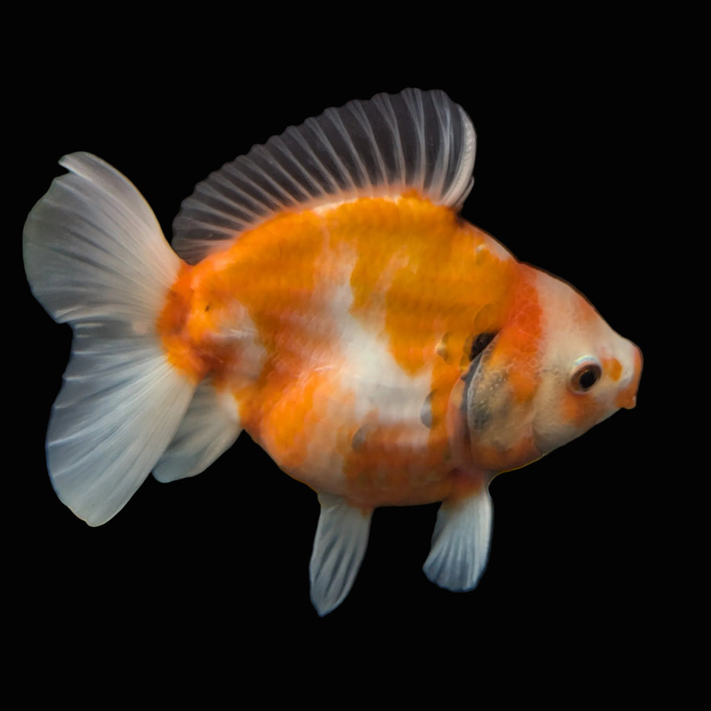 Jumbo Oranda Yuan Bao  Sakura   4"-4.5"in. ID#807SB13A-005