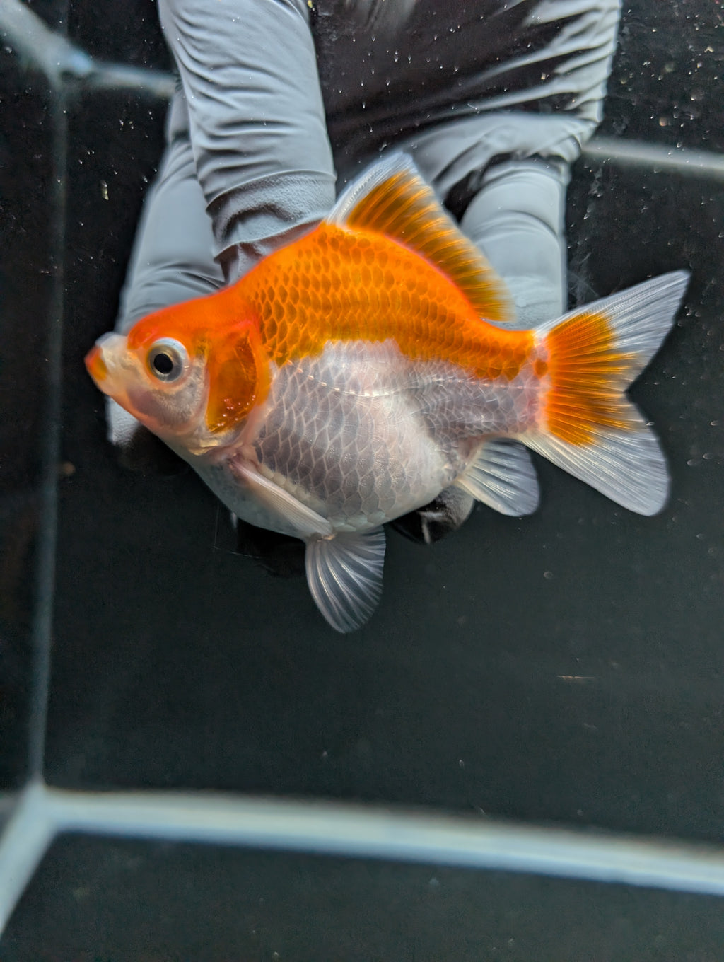 Tamasaba Red White 3"-3.5" in. ID#1009TM1B-006