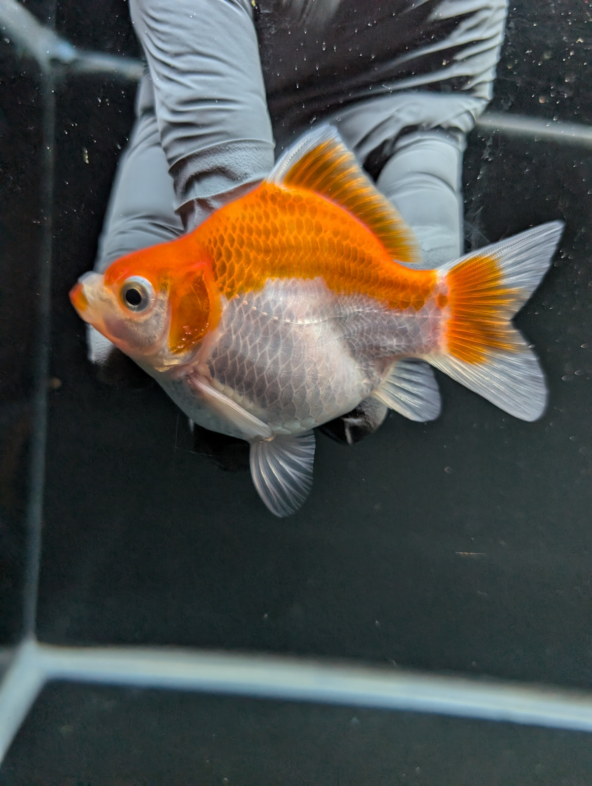 Tamasaba Red White 3"-3.5" in. ID#1009TM1B-006