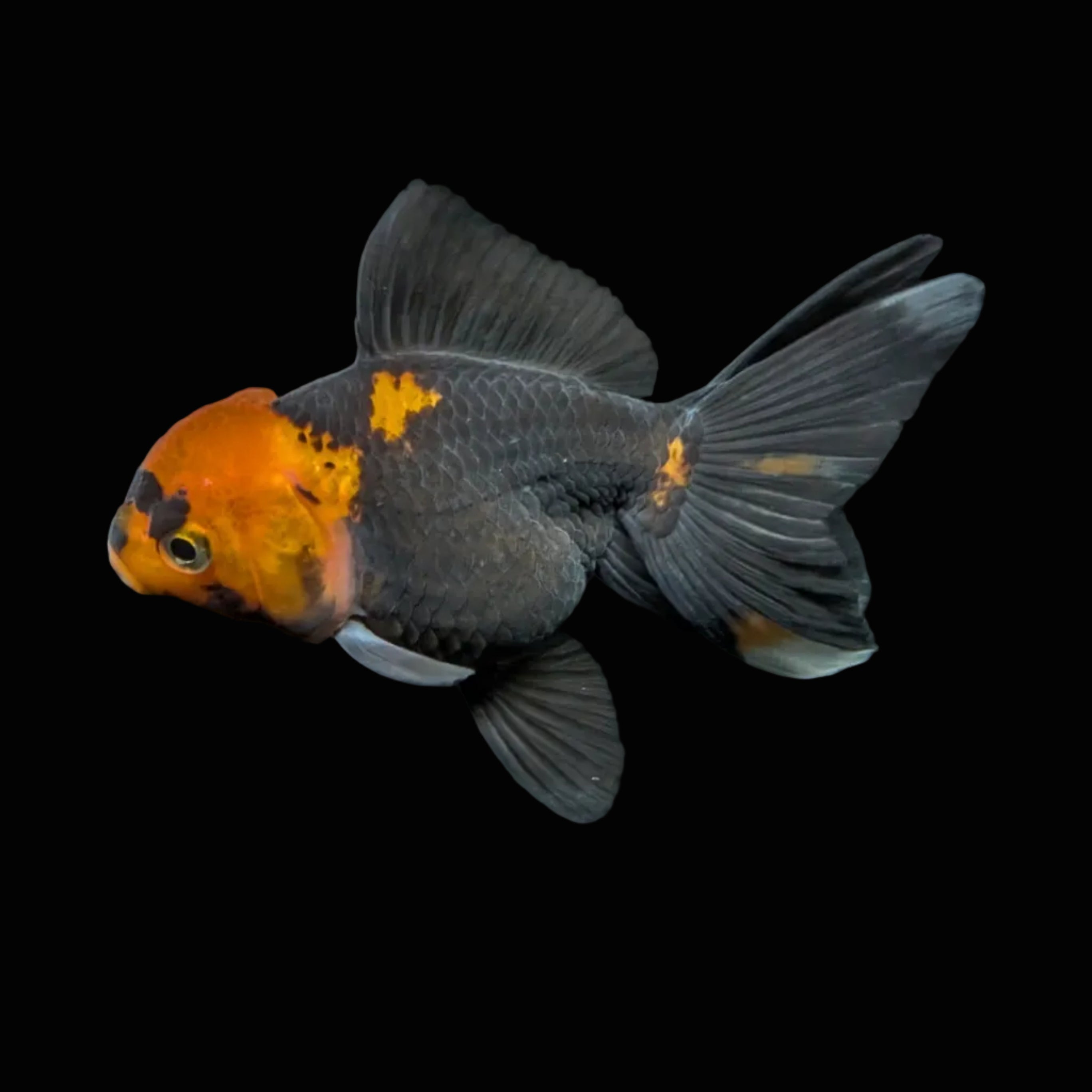 Juvenile Oranda Tricolor 3.5"-4" in.  ID#417T7A-002