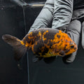 Ranchu Calico 2.5"-3" in. ID#724R4A-028