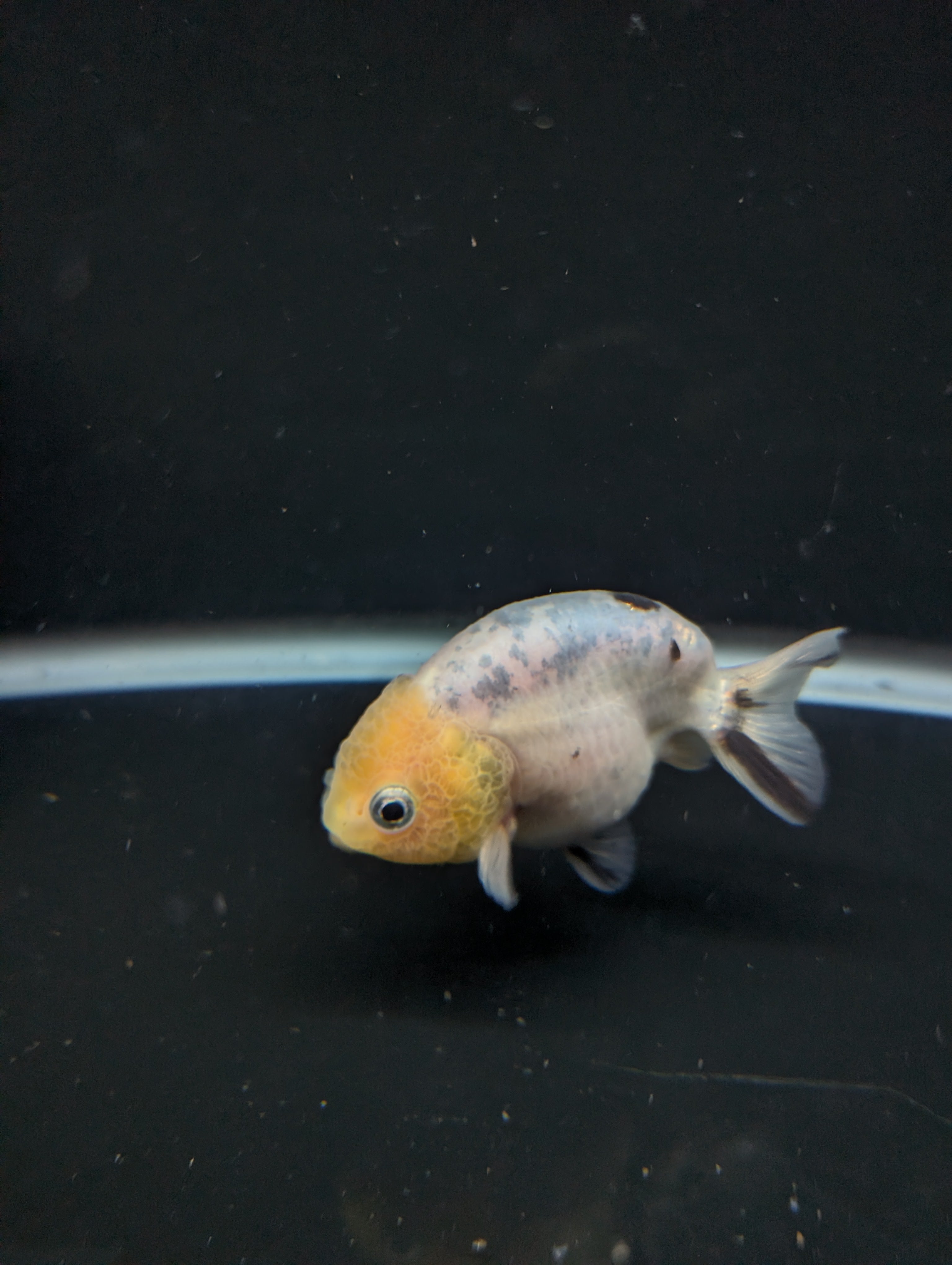Ranchu Calico 3"-3.5" in. ID#501R13A-031