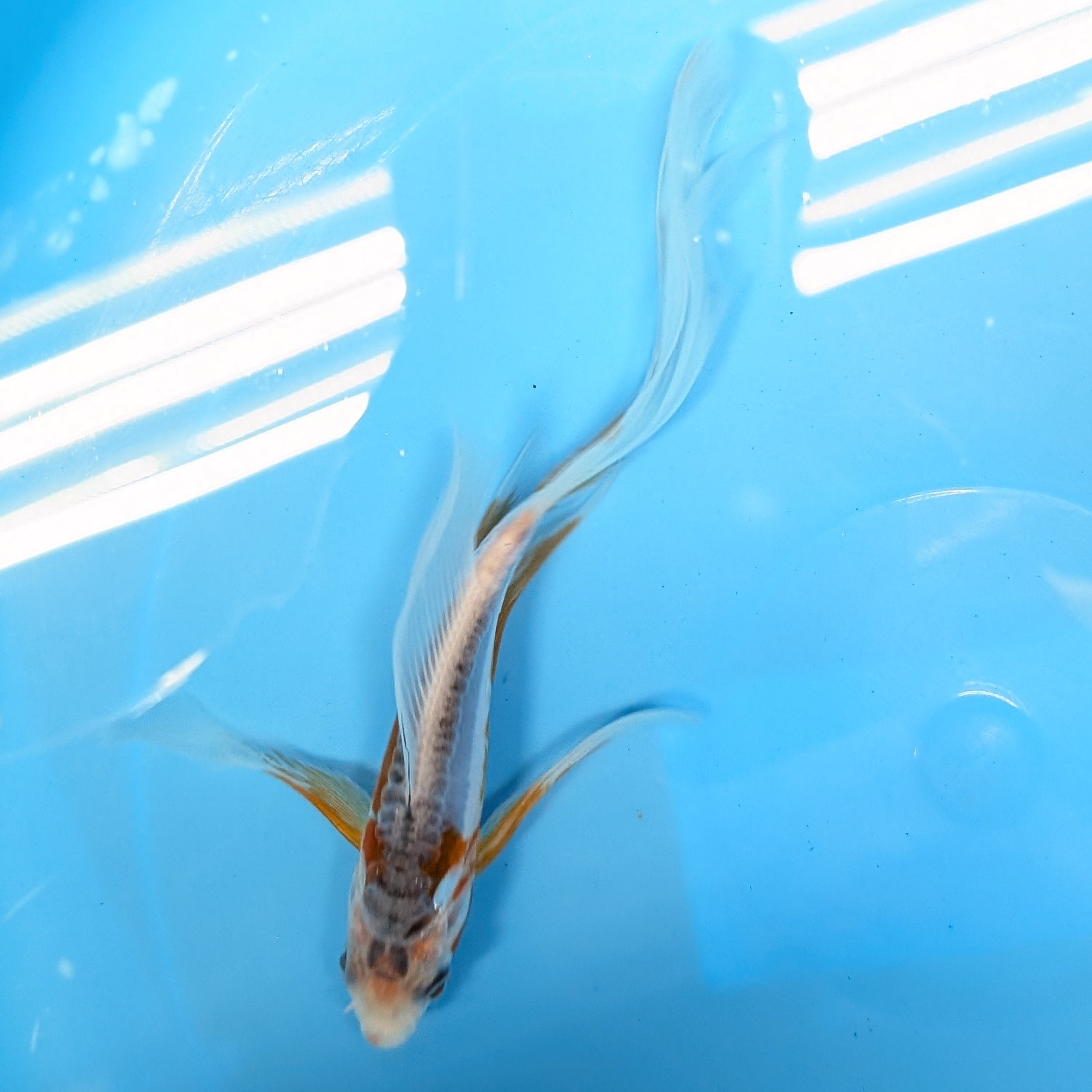 Shusui Butterfly Koi  5"-6" in. ID#727BFK-004