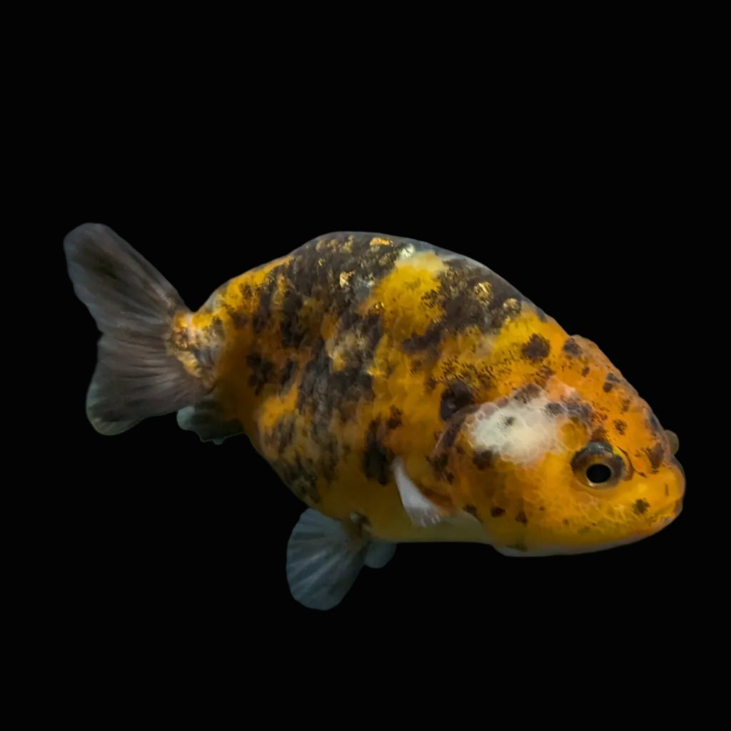 Ranchu Calico 3"-3.5" in. ID#403R7A-001