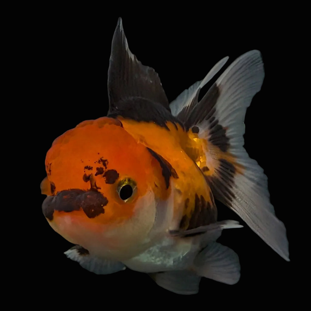Thai Juvenile Oranda Tricolor 3"-3.5" in.  ID#626T1A-008
