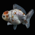 Thai Oranda Shogun Calico 4" in. ID#703SG7A-010