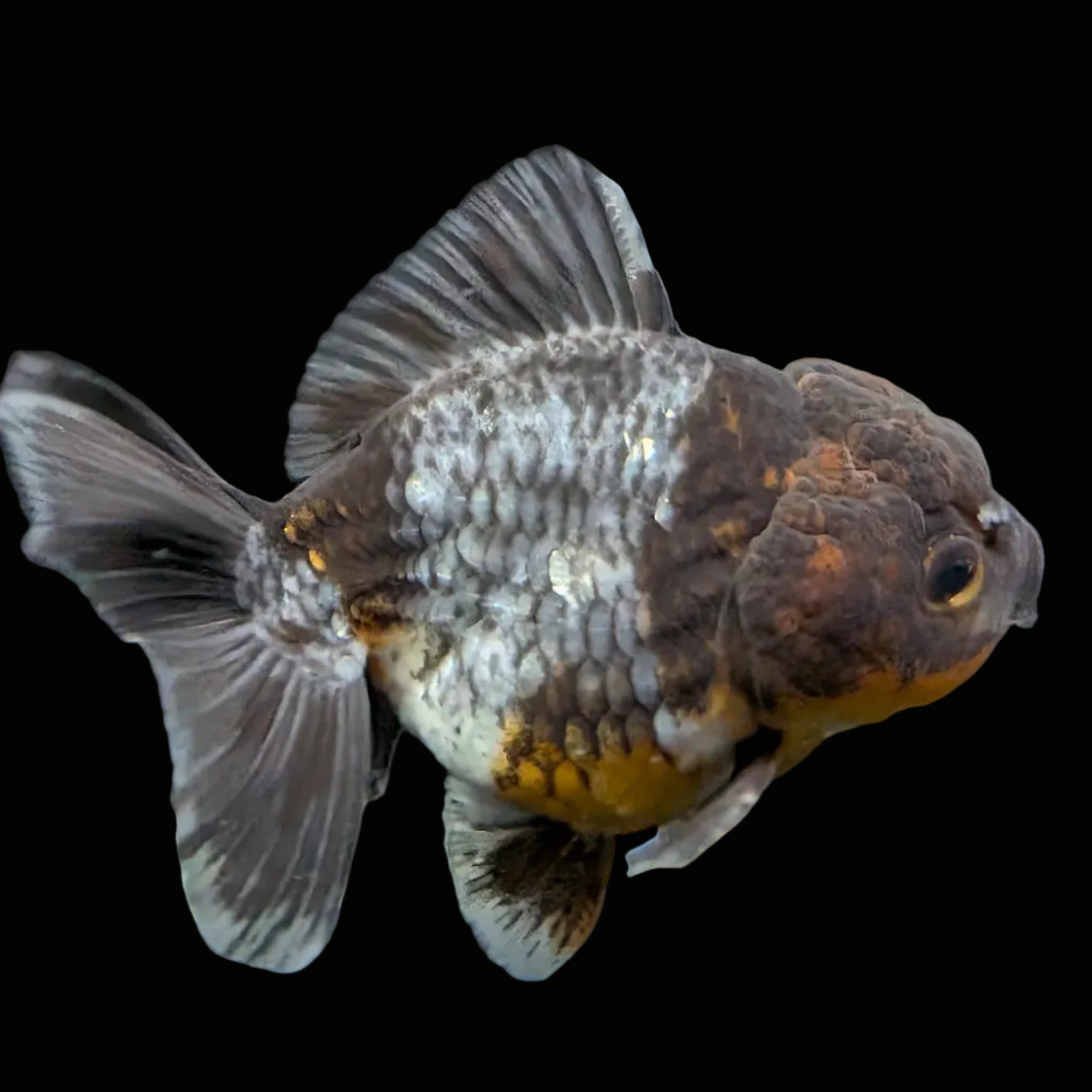 Thai Oranda Shogun Kirin Calico 4" in. ID#626SG7A-001