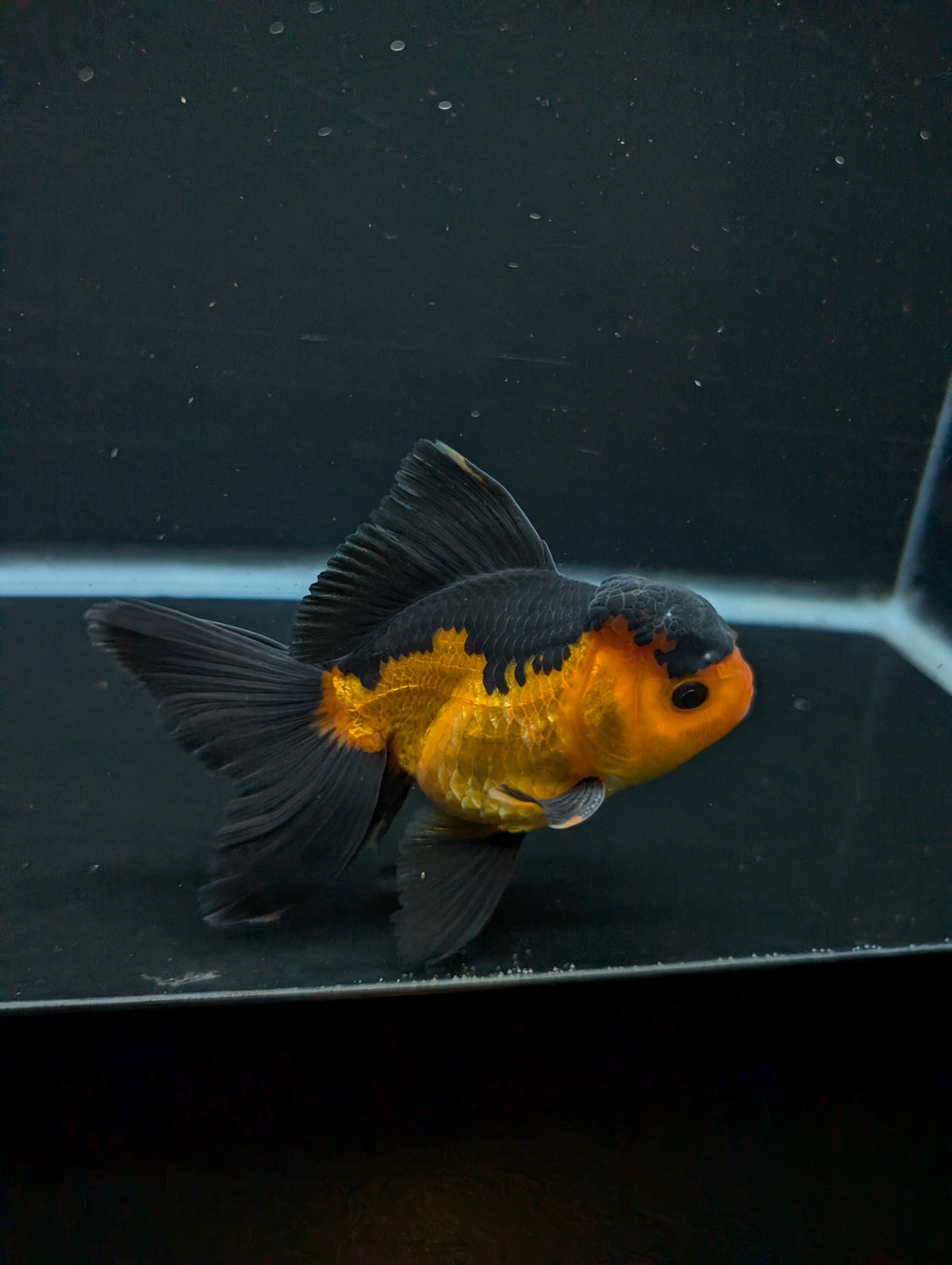 Thai Oranda Red Black 4"-4.5"in.  ID#1016T1A-004