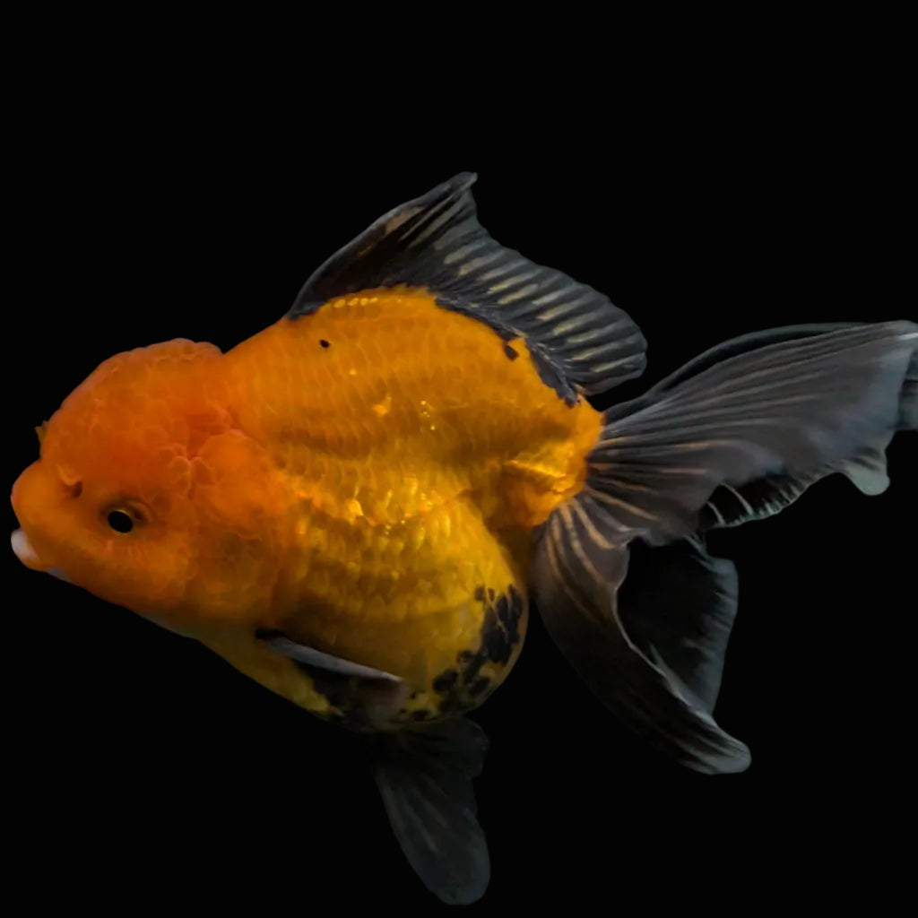 Thai Oranda Red Black  4.5"-5"  ID#718T5B-005