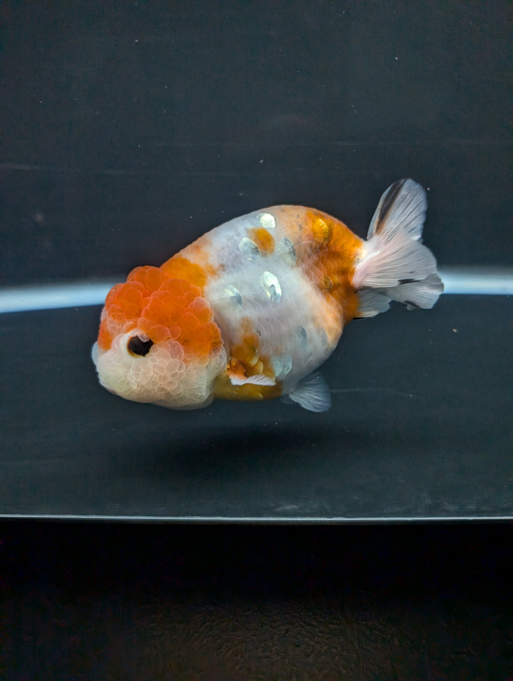 Jumbo Ranchu Sakura 4.5"-5" in. ID#828R8A-054