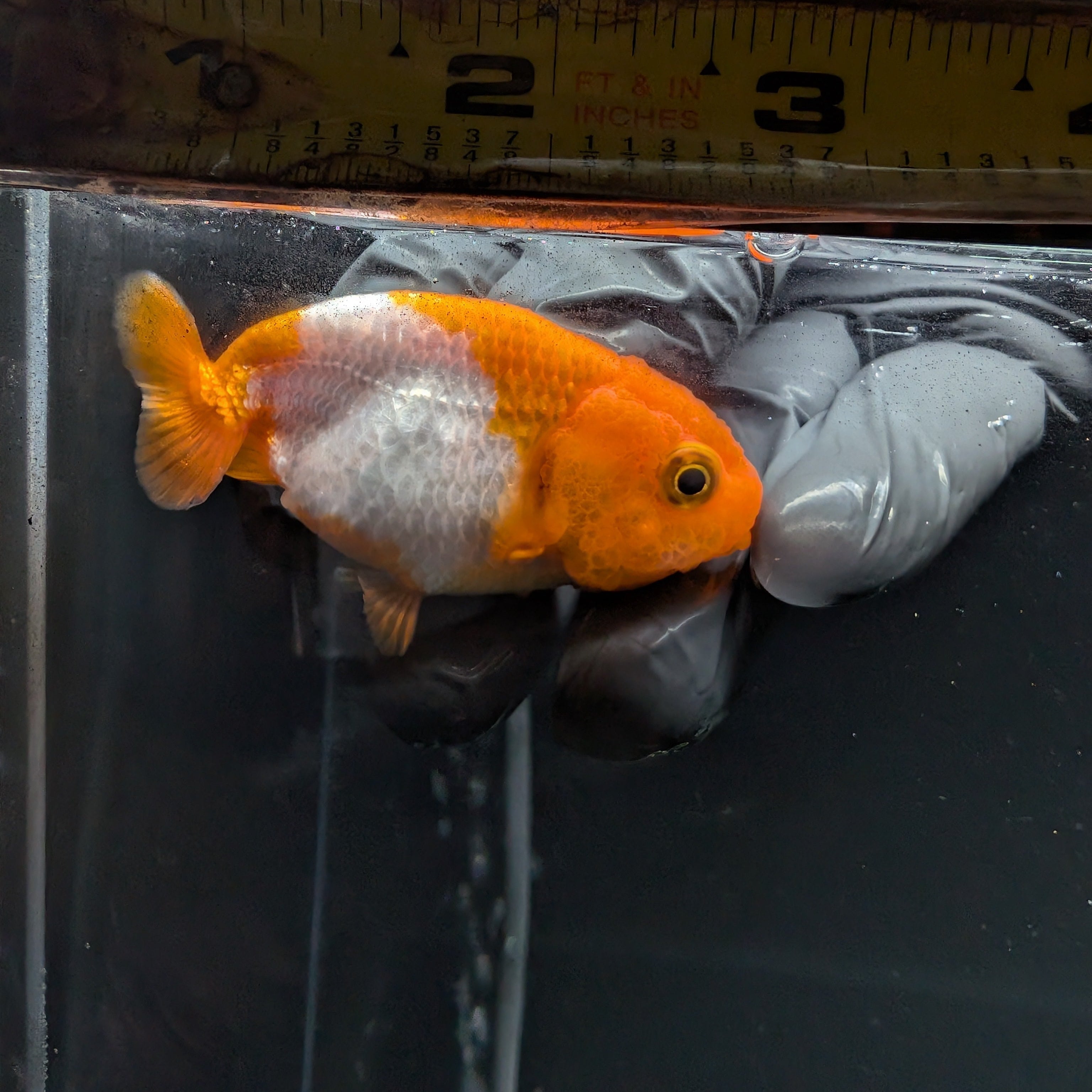 Baby Ranchu Red White 2.5"-3" in. ID#515R4A-008