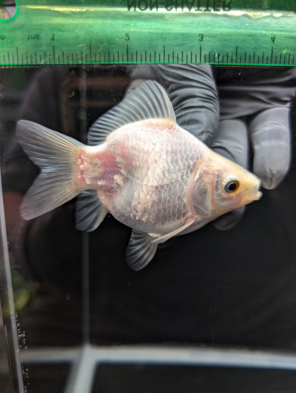Tamasaba White 3.5"in. ID#1023TM1B-025