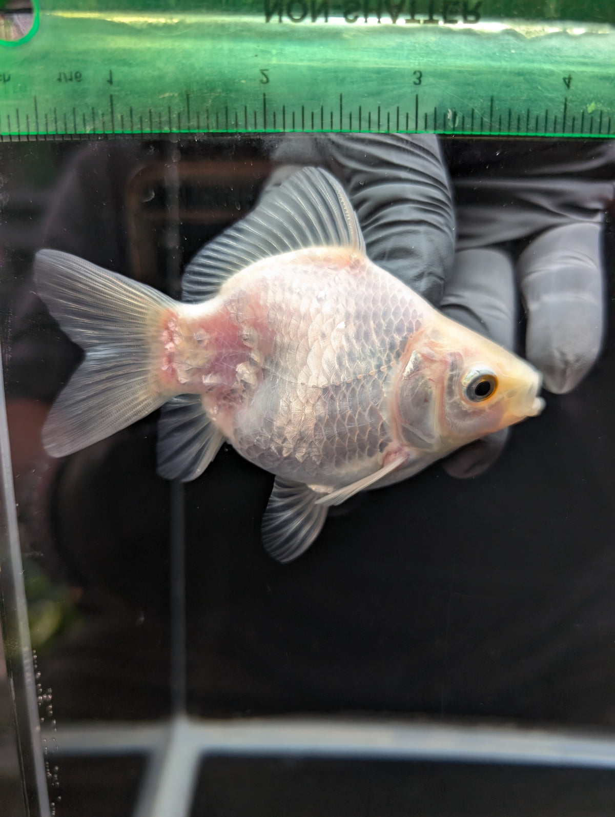 Tamasaba White 3.5"in. ID#1023TM1B-025