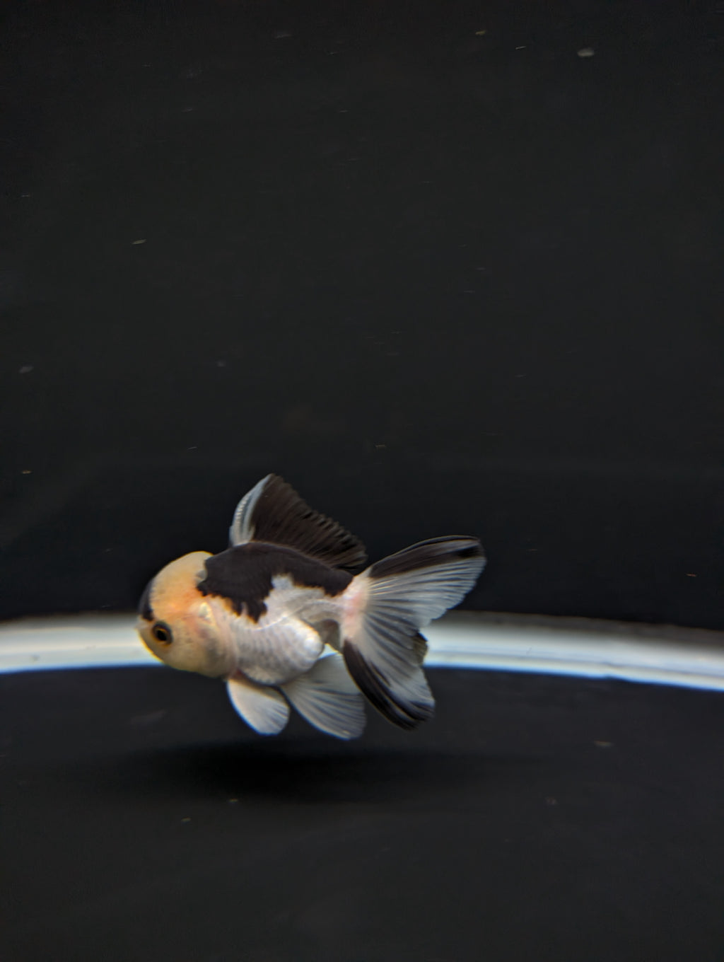 Juvenile Thai Oranda Panda 3"in.  ID#814T1A-008