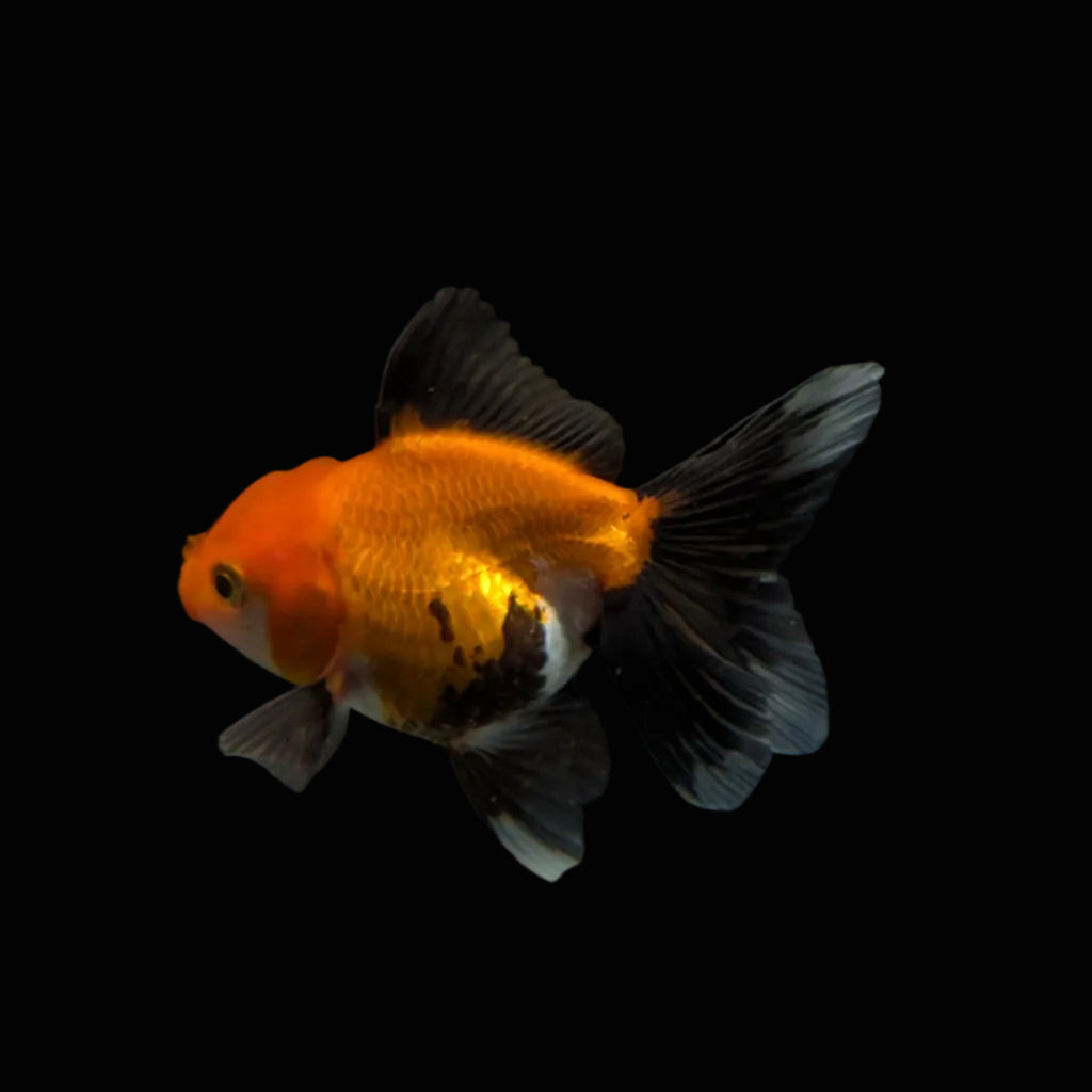Juvenile Oranda Tricolor 3.5"-4" in.  ID#327T13b-039