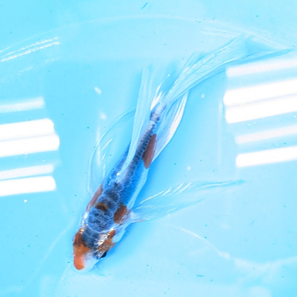 Shusui Butterfly Koi  5"-6" in. ID#727BFK-003