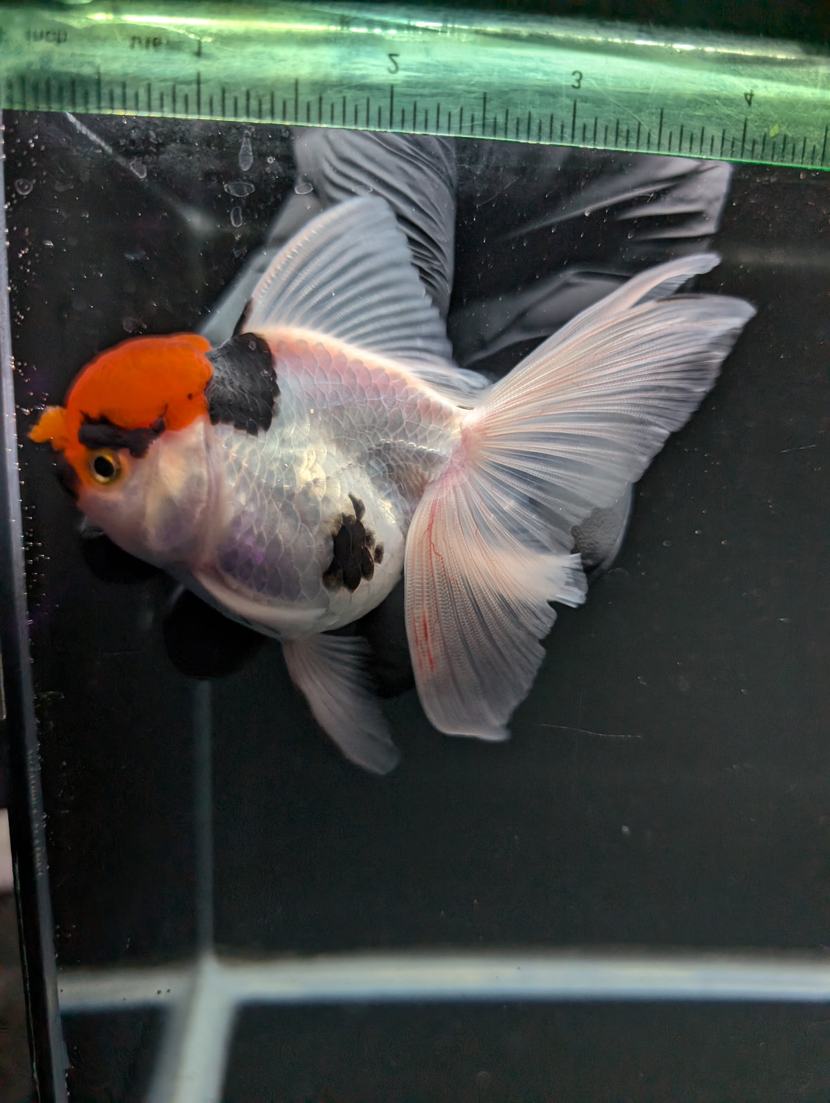 Thai Oranda Tricolor 4"-4.5"in.  ID#1016T1A-006