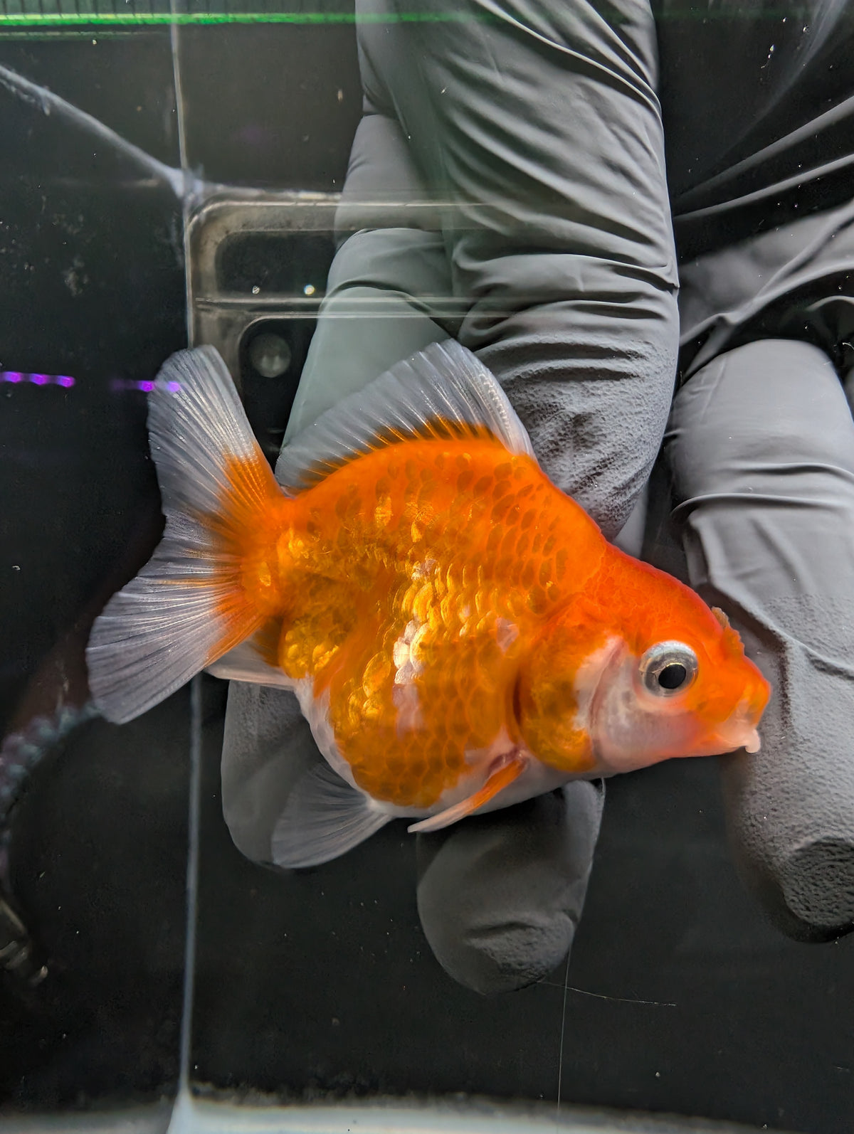 Baby Thai Shogun Oranda Red White 2"-2.5" in. ID#1016BSG11A-006