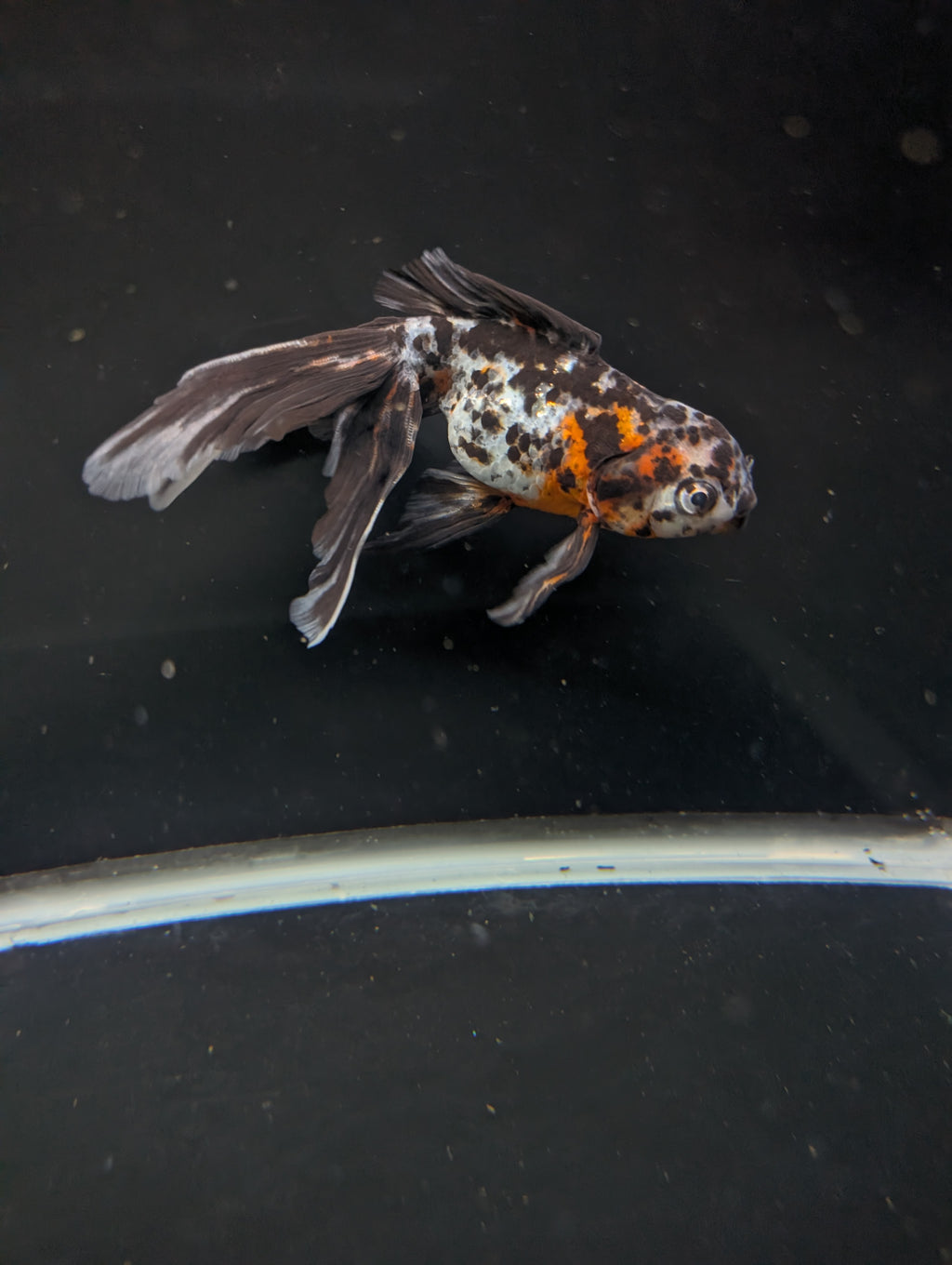 Calico Oranda 5"in. ID#821LB2A-61 Please See Notes.