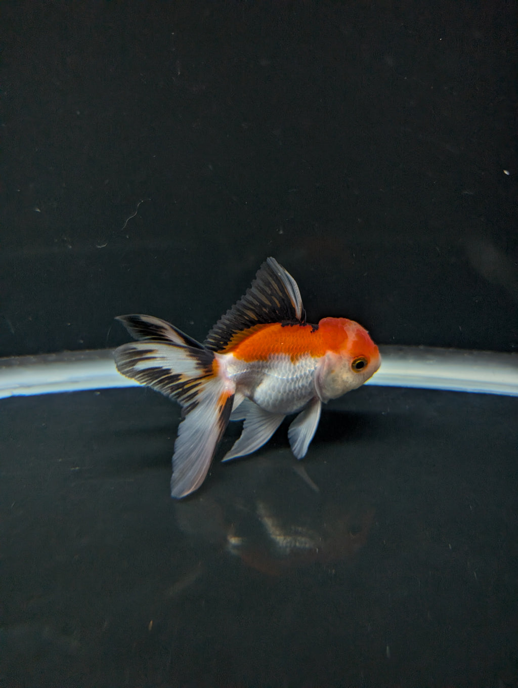 Juvenile Thai Oranda Tricolor 3"in.  ID#821T1A-021