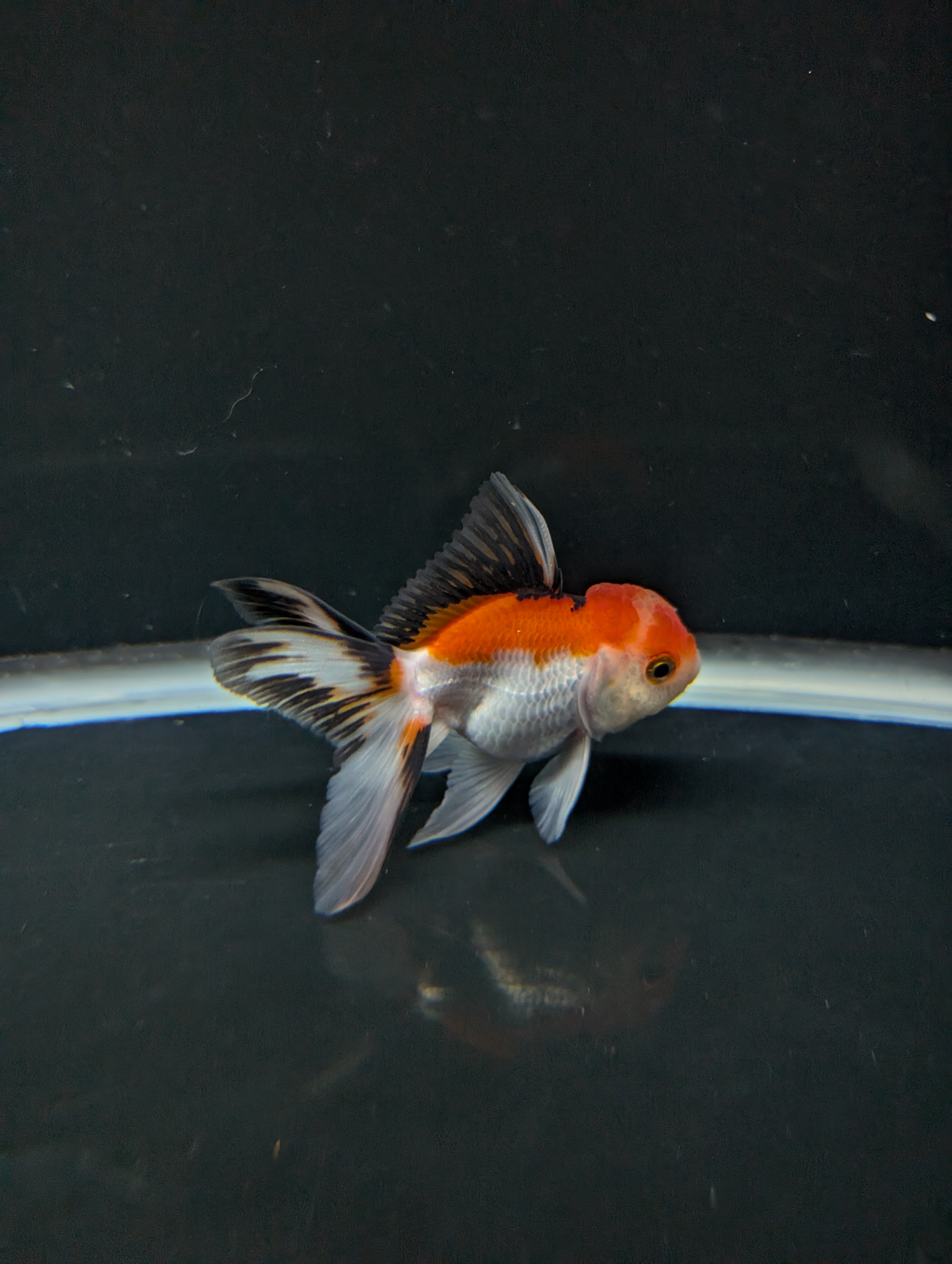 Juvenile Thai Oranda Tricolor 3"in.  ID#821T1A-021