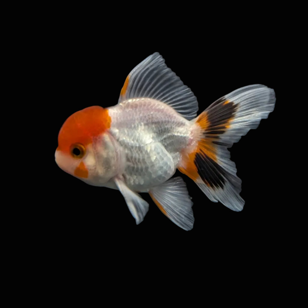 Juvenile Oranda Red Cap 3.5"-4" in.  ID#320T13b-005