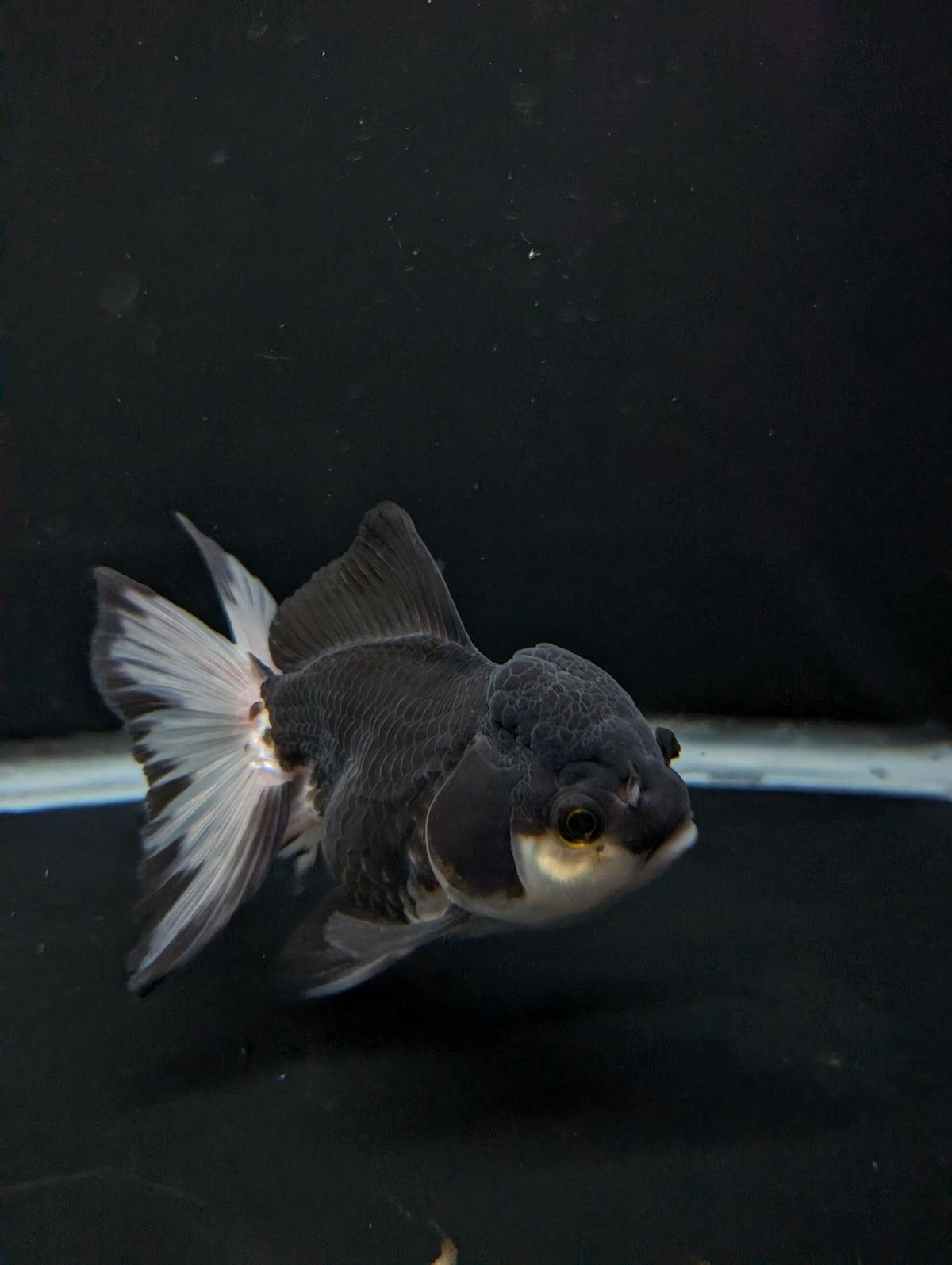Thai Oranda Panda 4"-4.5"in.  ID#1023T1A-023