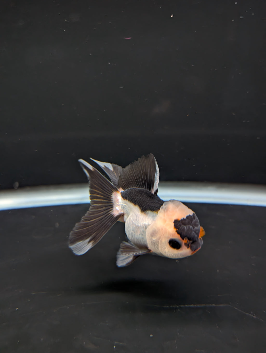 Juvenile Thai Oranda Panda 3"in.  ID#814T1A-006