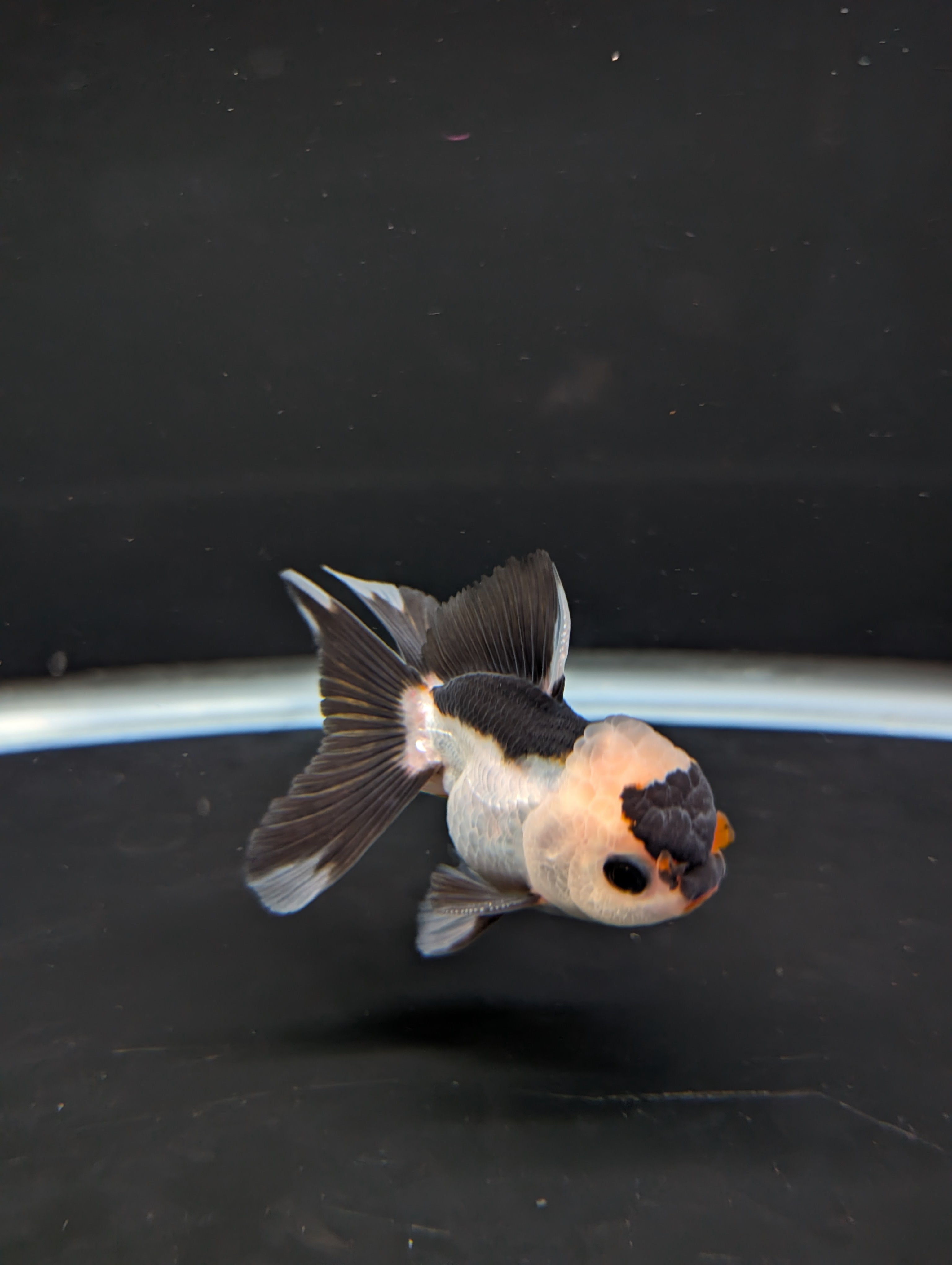 Juvenile Thai Oranda Panda 3"in.  ID#814T1A-006