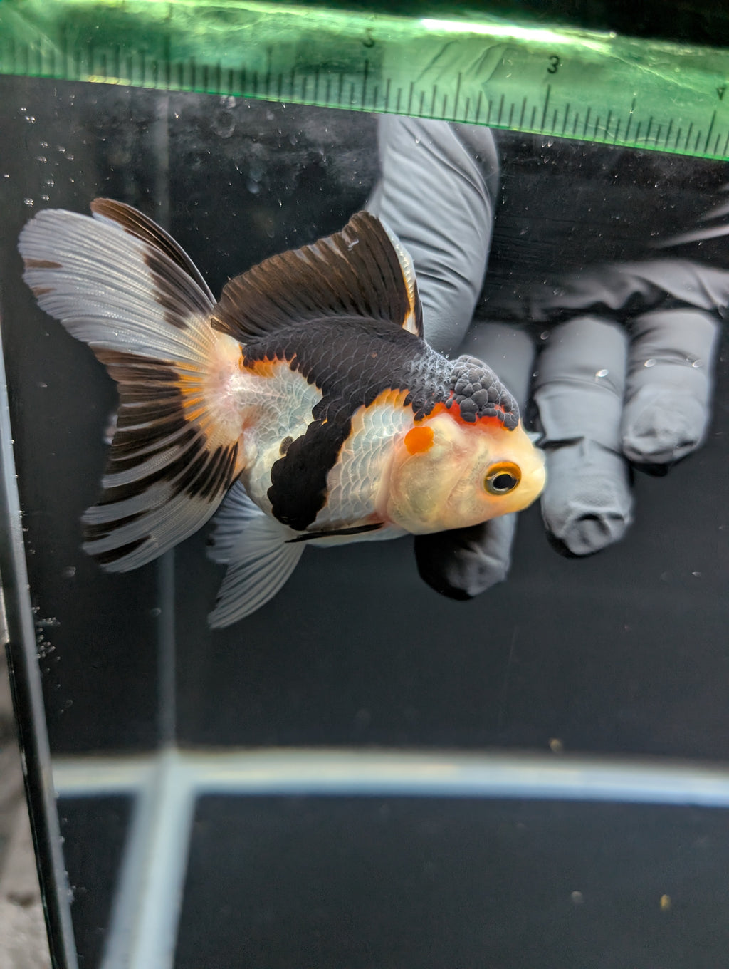 Juvenile Thai Oranda Tricolor Panda 3.5"in.  ID#821T1A-024