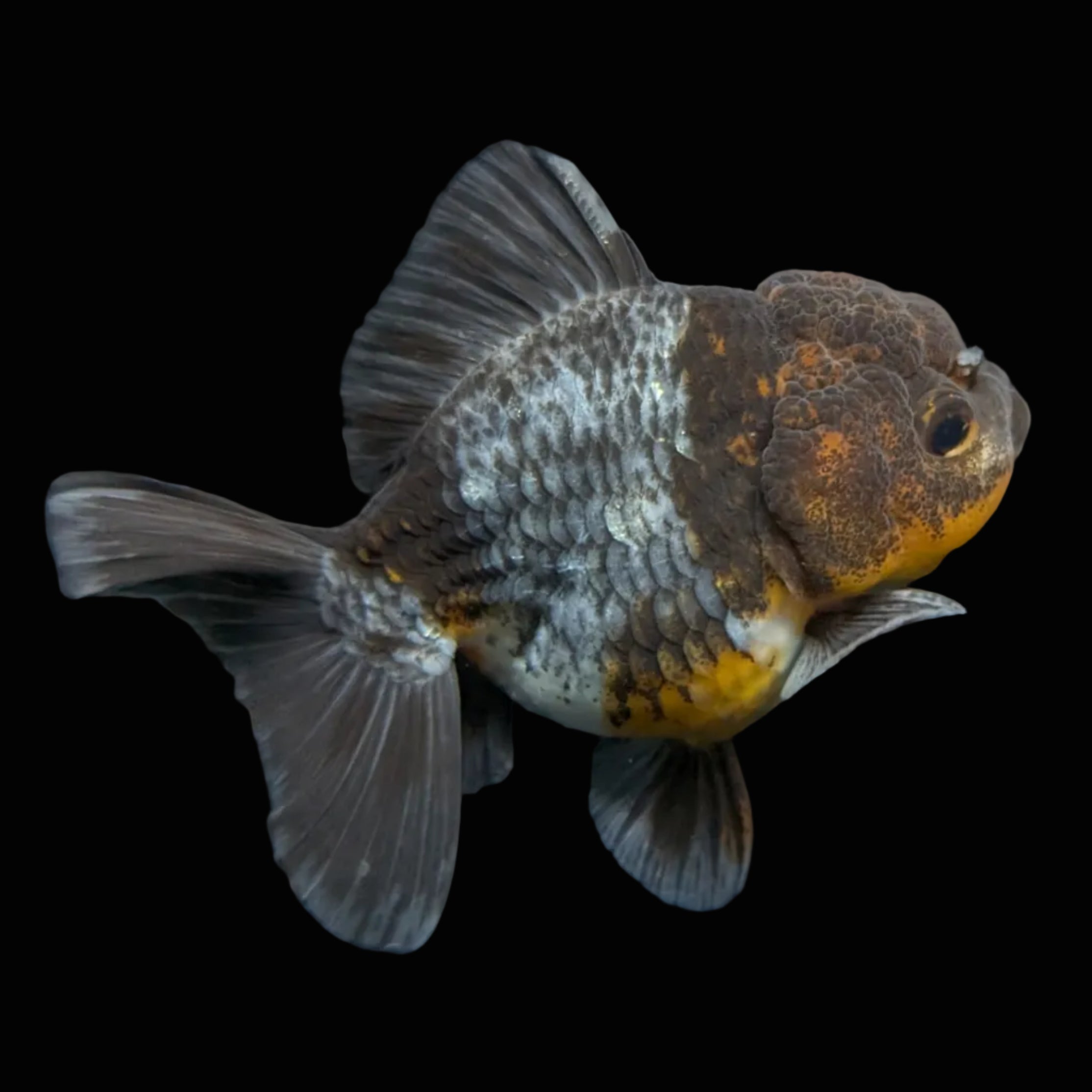 Thai Oranda Shogun Kirin Calico 4" in. ID#626SG7A-001