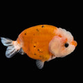 Jumbo Ranchu Sakura Calico 4.5"-5" in. ID#814R8A-022