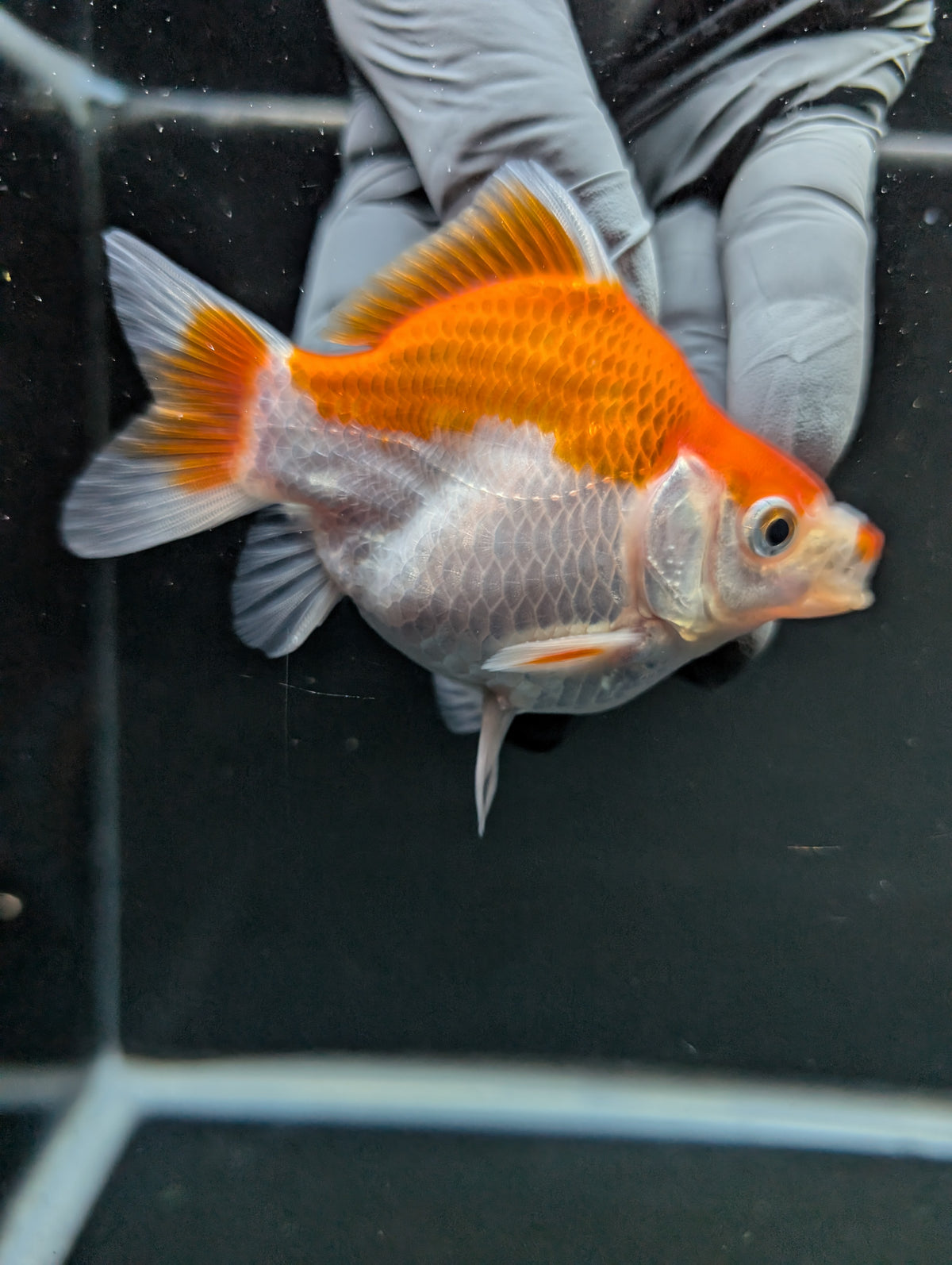 Tamasaba Red White 3"-3.5" in. ID#1009TM1B-006