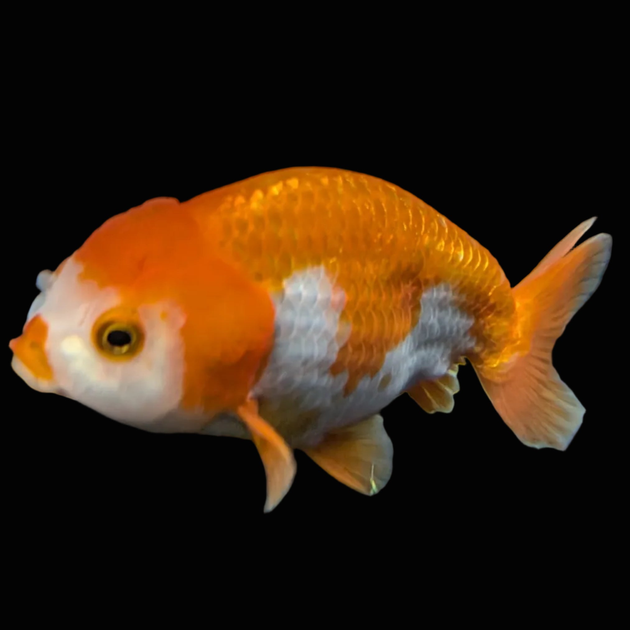 Ranchu Red White 3.5"-4"in. ID#821R4A-053