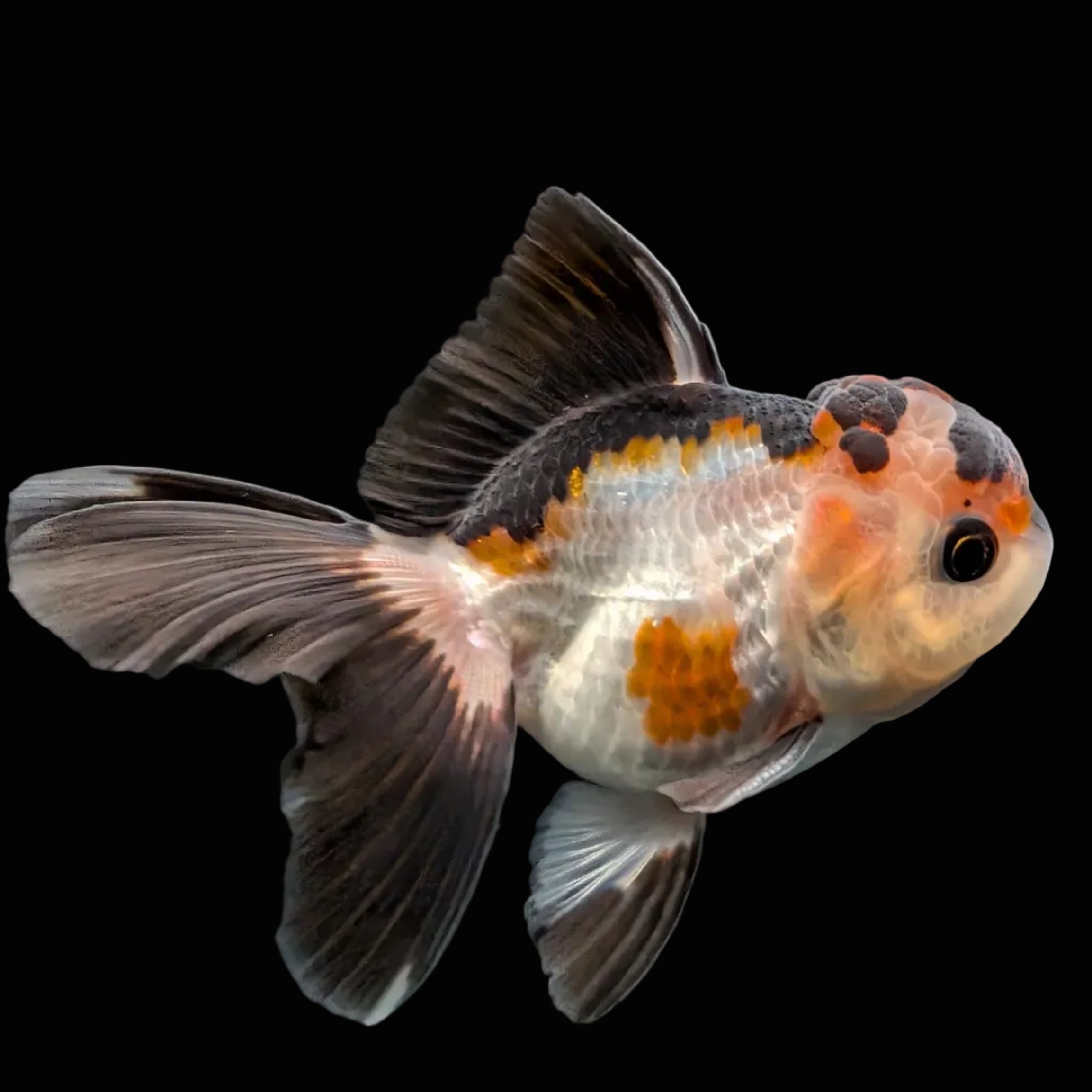 Thai Juvenile Oranda Tricolor 3.5"-4"in.  ID#731T1A-051